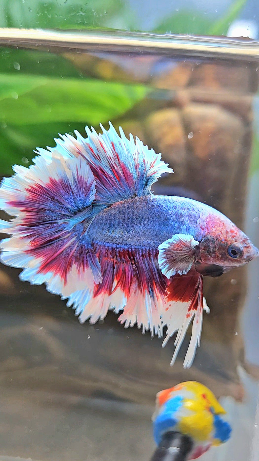 KING FEATHER TAIL HALFMOON PURPLE BLUE BUTTERFLY BETTA FISH
