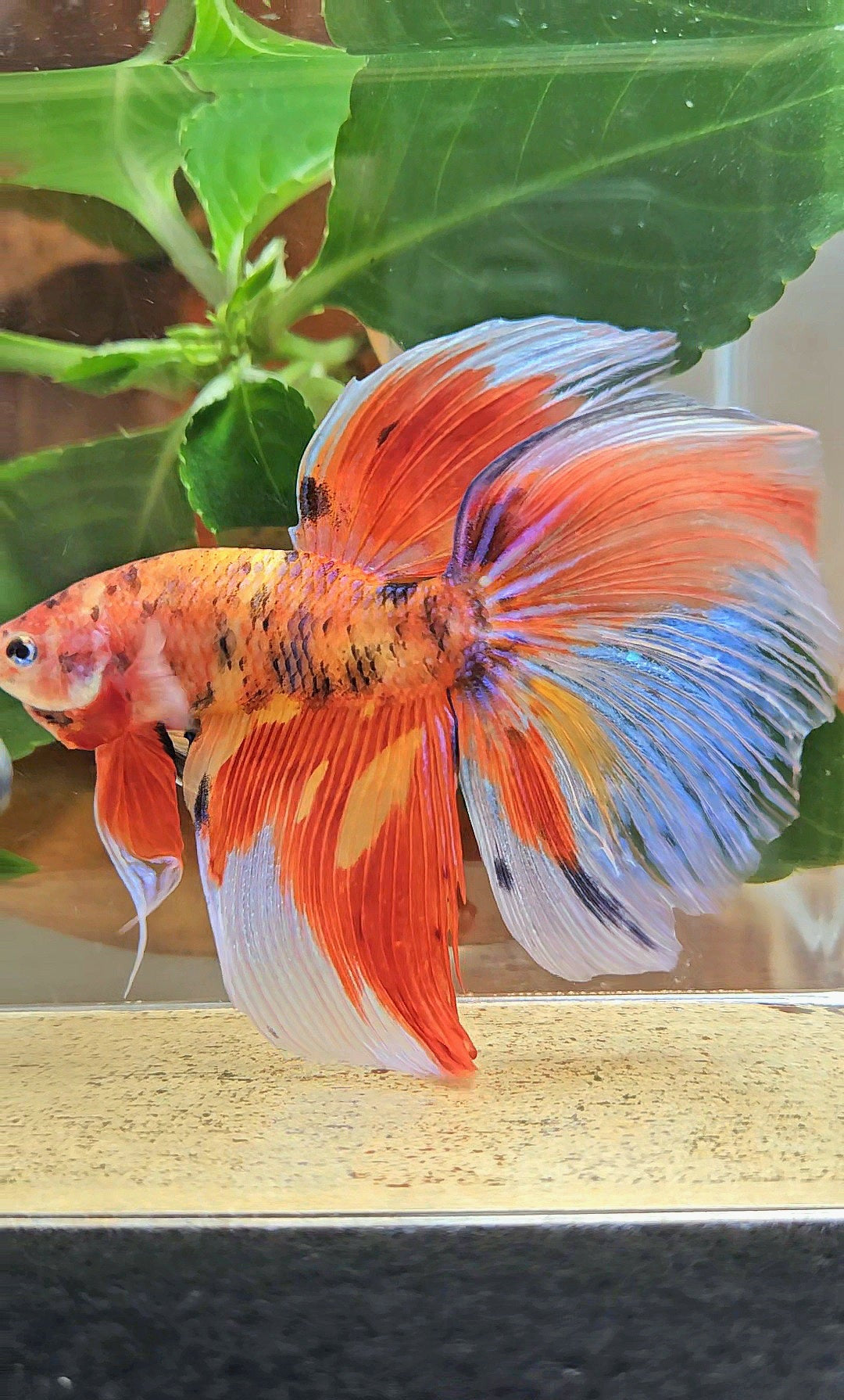GIANT HALFMOON TOTAL 8CM+ ORANGE MULTICOLOR BETTA FISH