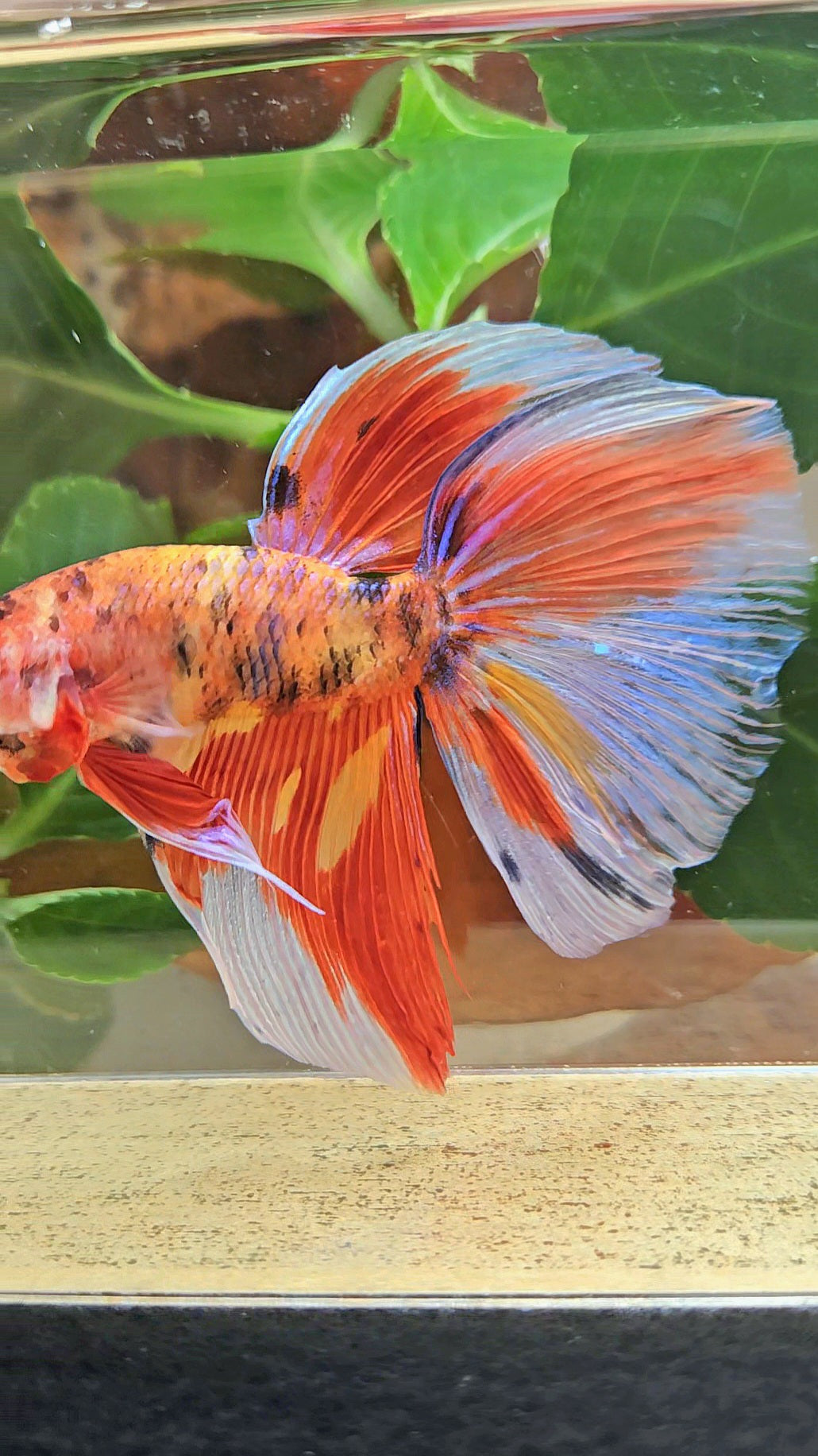 GIANT HALFMOON TOTAL 8CM+ ORANGE MULTICOLOR BETTA FISH