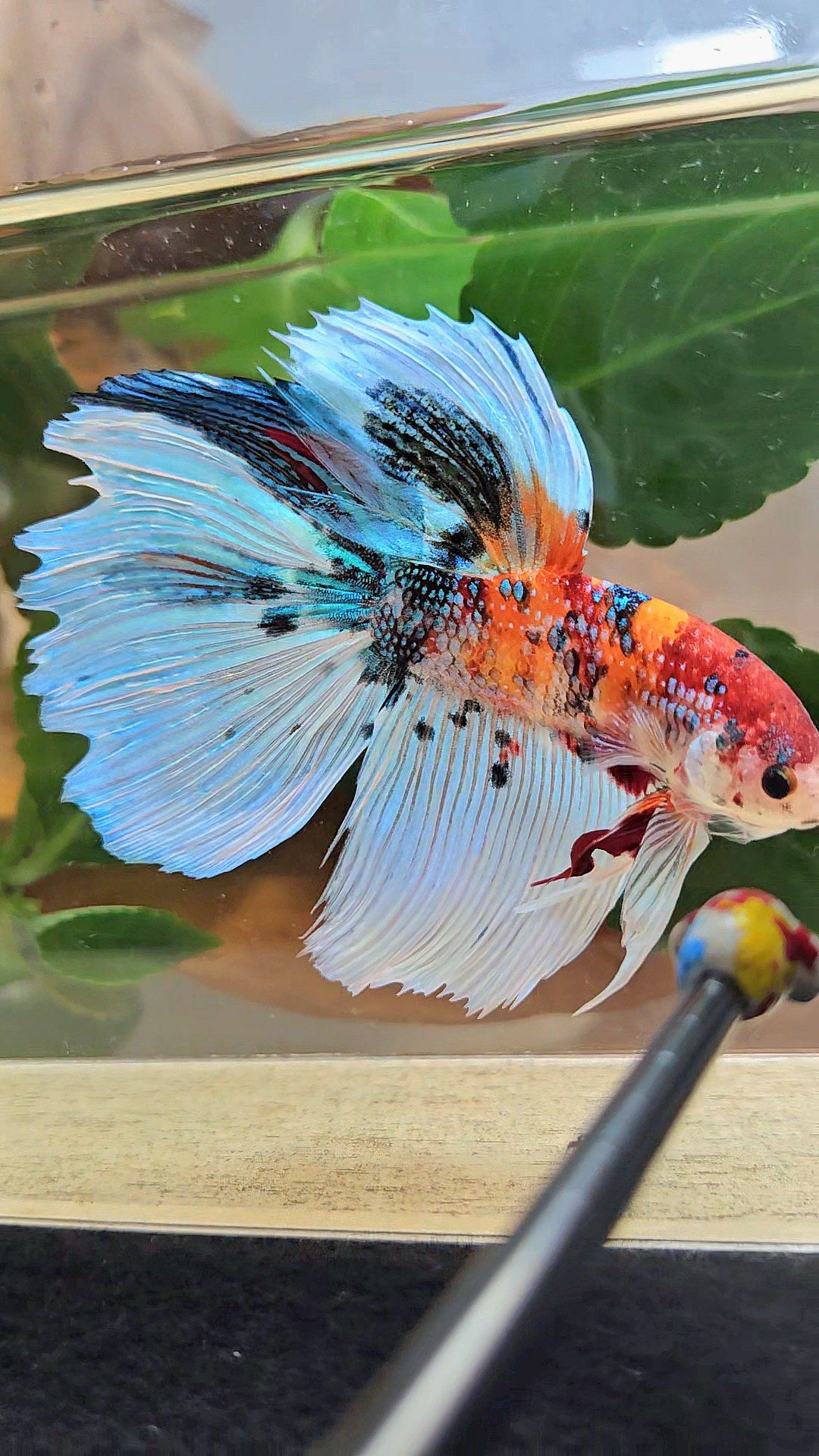 GIANT HALFMOON TOTAL 8,5CM ORANGE WHITE METALLIC SUPER MULTICOLOR BETTA FISH