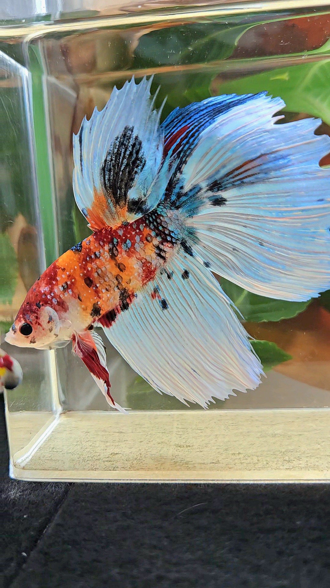 GIANT HALFMOON TOTAL 8,5CM ORANGE WHITE METALLIC SUPER MULTICOLOR BETTA FISH