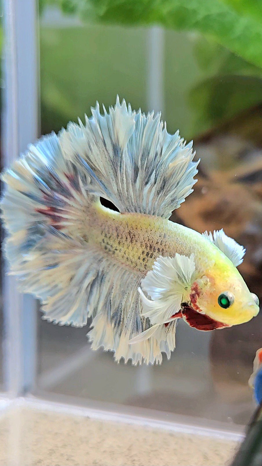 KING ROSETAIL HALFMOON NEON HULK WHITE GRIZZLE BETTA FISH
