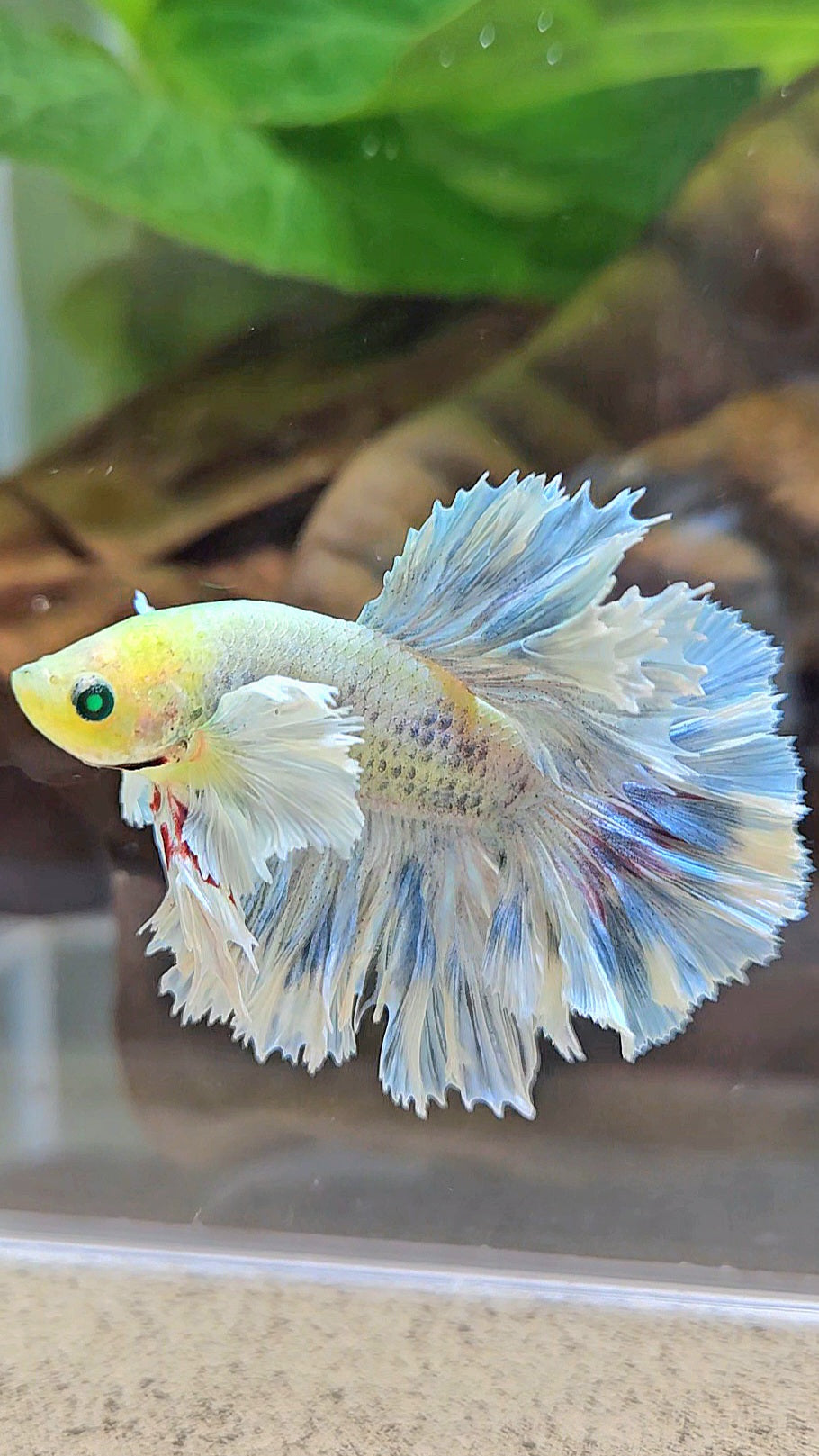 KING ROSETAIL HALFMOON NEON HULK WHITE GRIZZLE BETTA FISH
