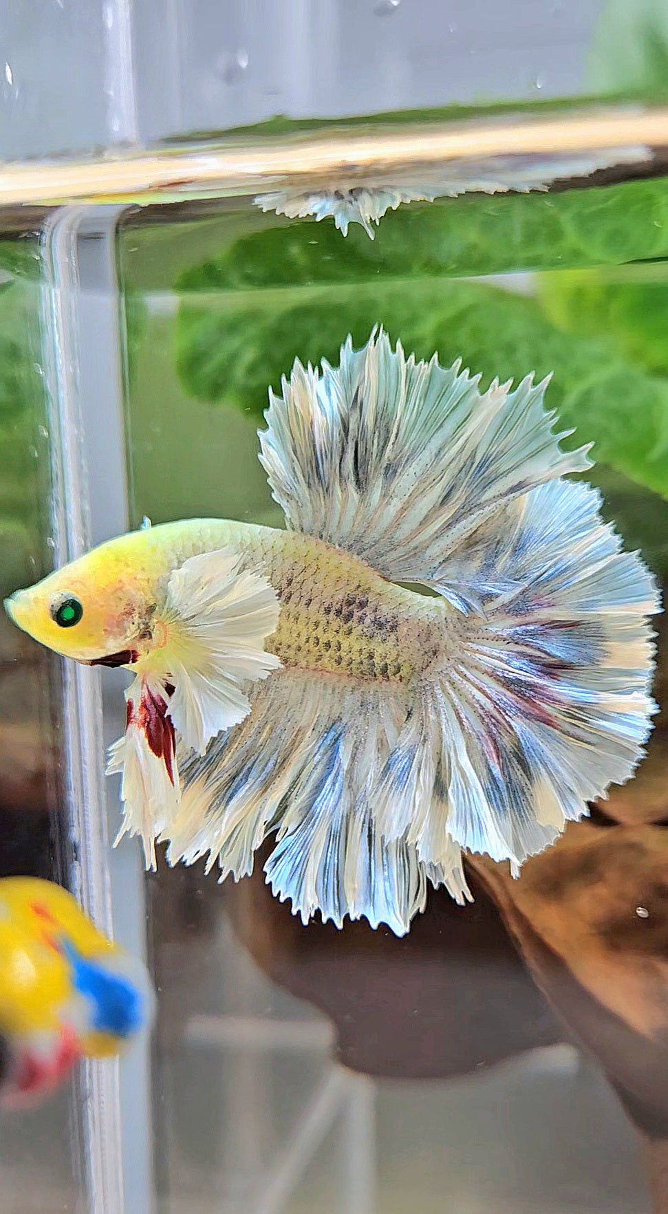 KING ROSETAIL HALFMOON NEON HULK WHITE GRIZZLE BETTA FISH
