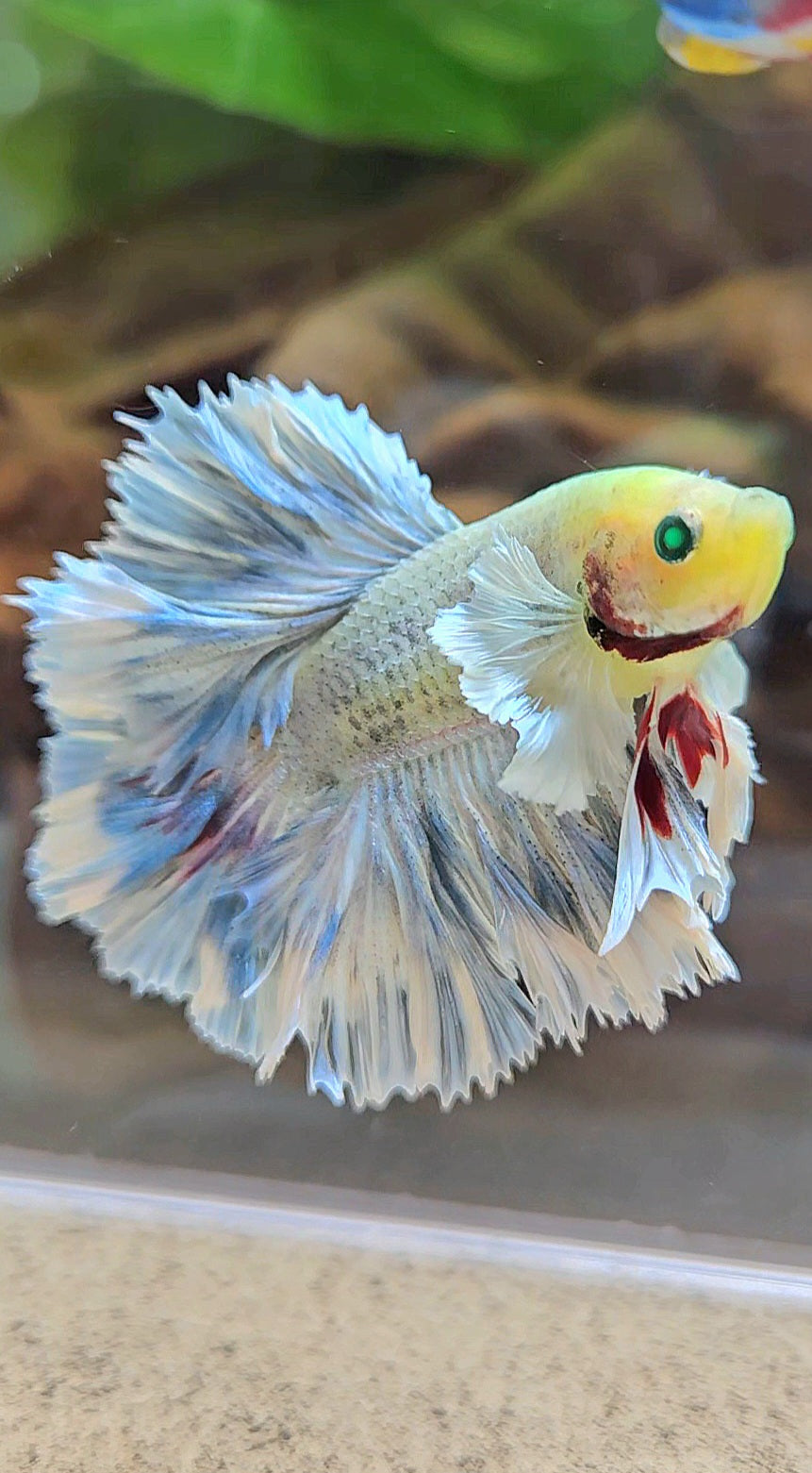 KING ROSETAIL HALFMOON NEON HULK WHITE GRIZZLE BETTA FISH
