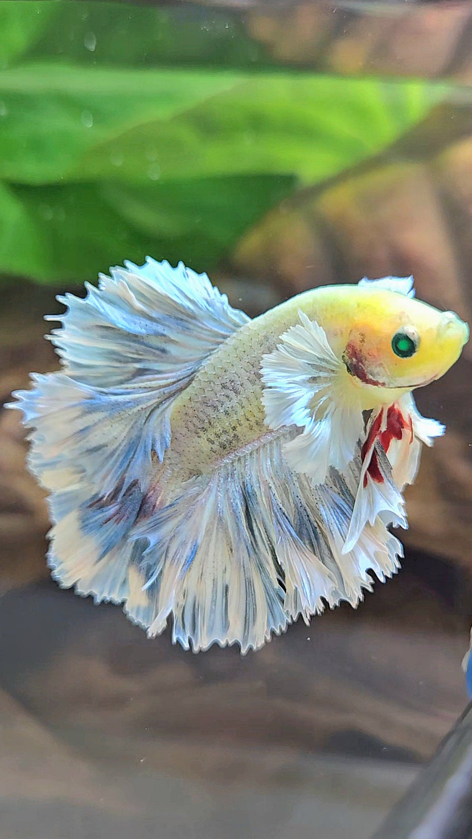 KING ROSETAIL HALFMOON NEON HULK WHITE GRIZZLE BETTA FISH