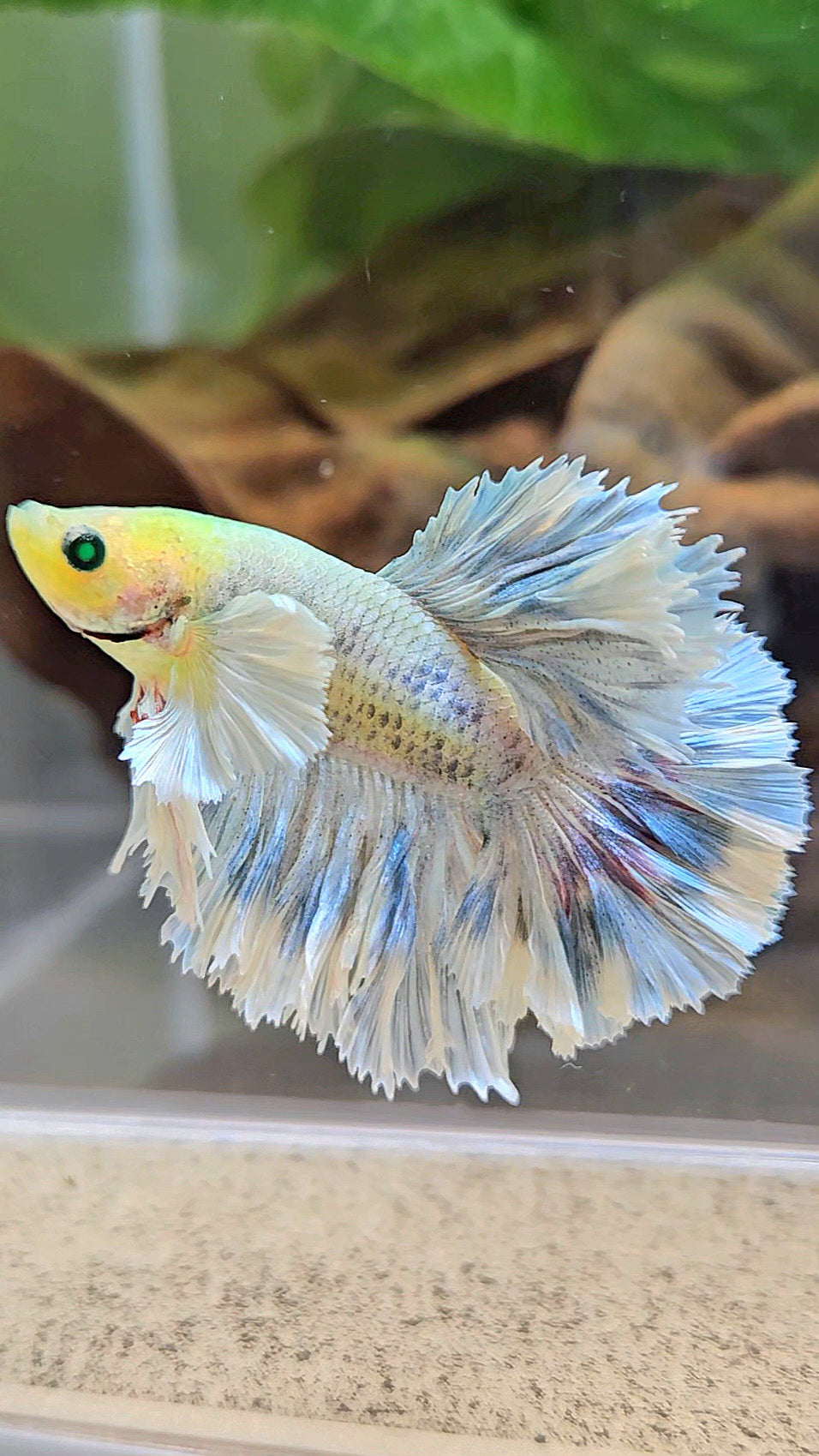 KING ROSETAIL HALFMOON NEON HULK WHITE GRIZZLE BETTA FISH