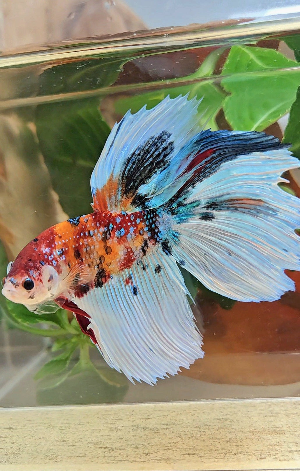 GIANT HALFMOON TOTAL 8,5CM ORANGE WHITE METALLIC SUPER MULTICOLOR BETTA FISH