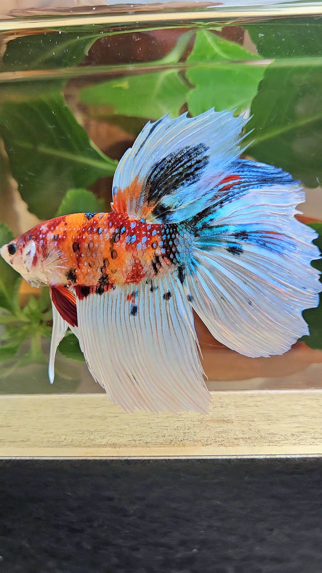 GIANT HALFMOON TOTAL 8,5CM ORANGE WHITE METALLIC SUPER MULTICOLOR BETTA FISH