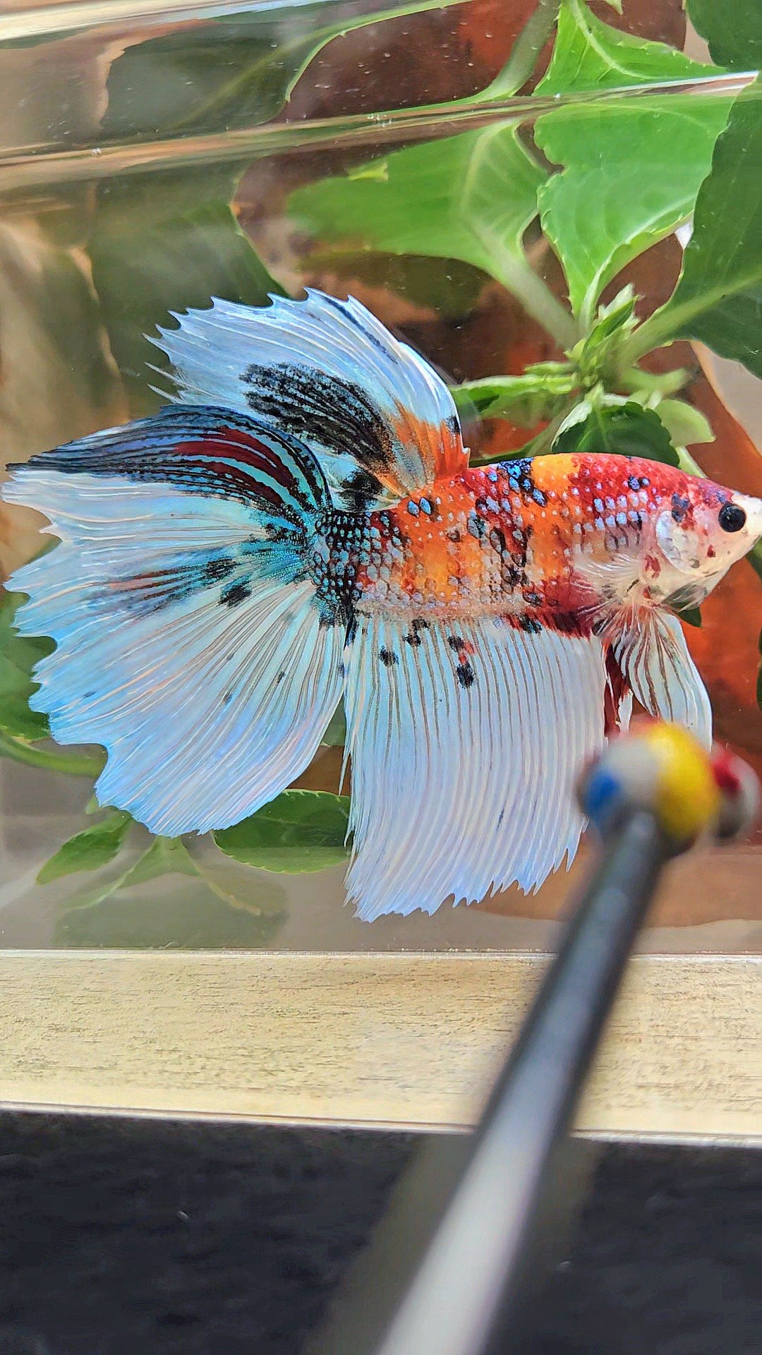 GIANT HALFMOON TOTAL 8,5CM ORANGE WHITE METALLIC SUPER MULTICOLOR BETTA FISH