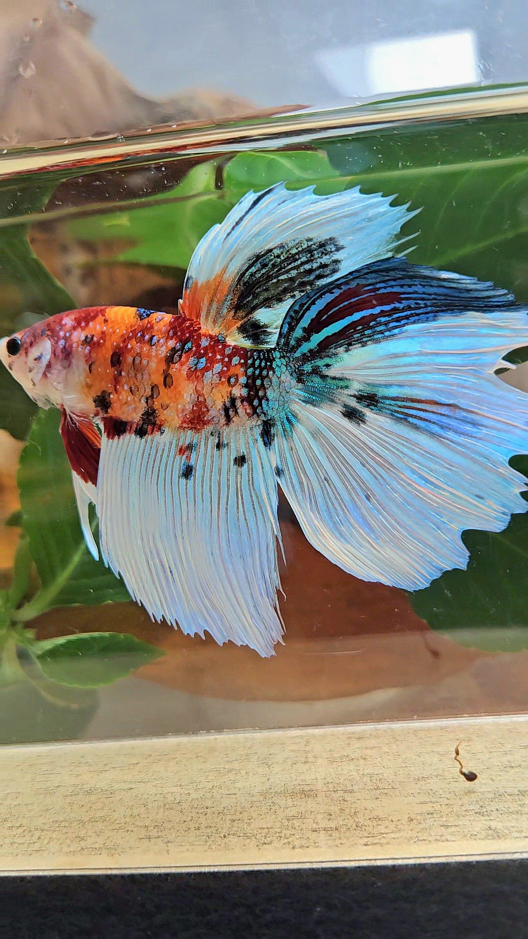 GIANT HALFMOON TOTAL 8,5CM ORANGE WHITE METALLIC SUPER MULTICOLOR BETTA FISH