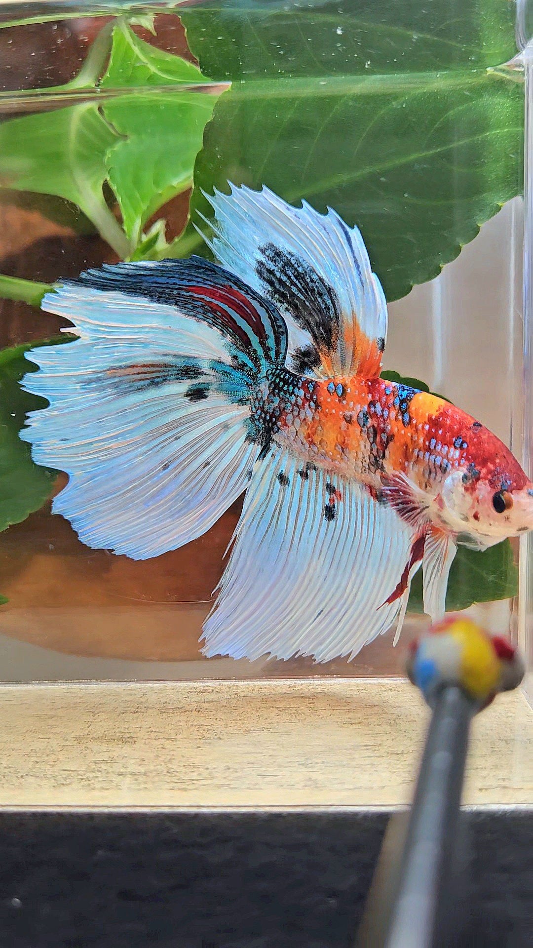 GIANT HALFMOON TOTAL 8,5CM ORANGE WHITE METALLIC SUPER MULTICOLOR BETTA FISH