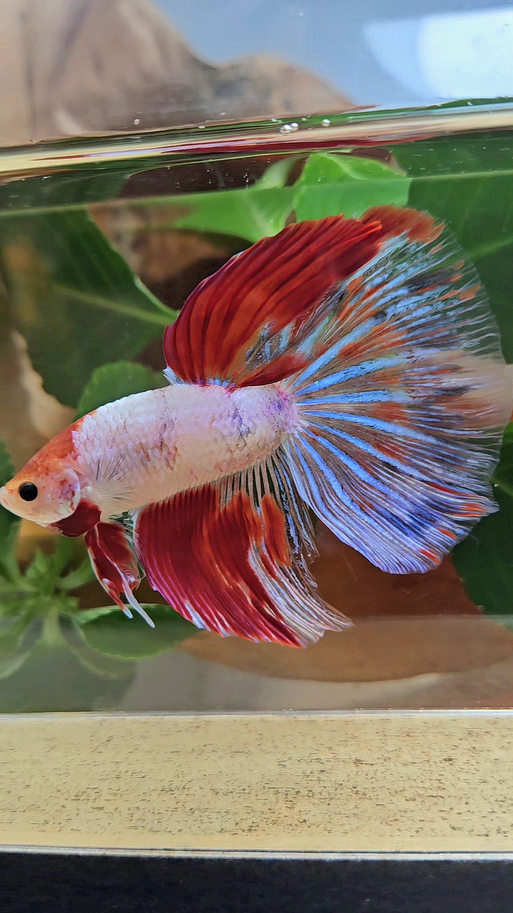 GIANT HALFMOON TOTAL 8CM+ AOC WHITE RED KOI PATTERN BETTA FISH