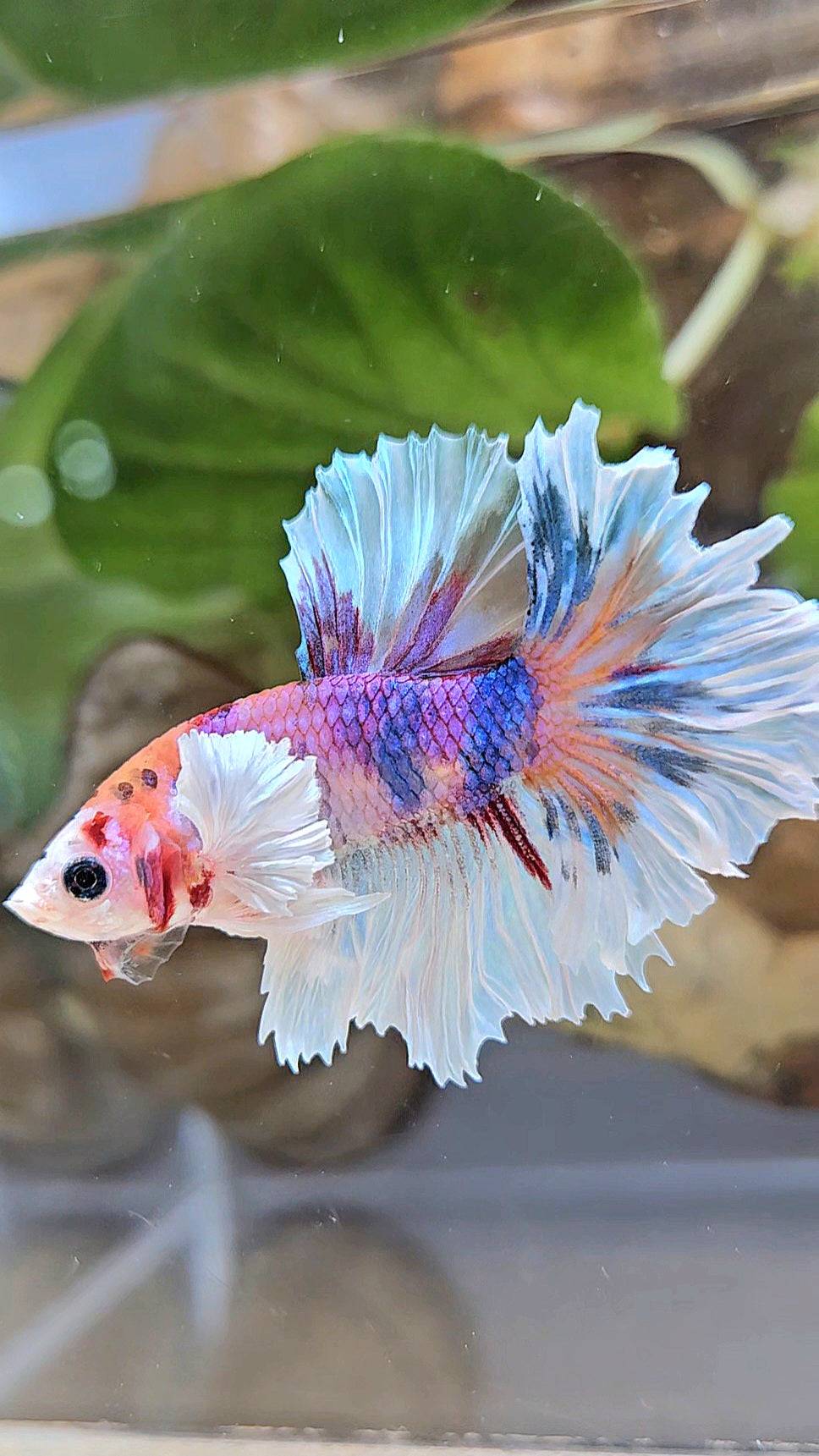 HALFMOON DUMBO EAR PURPLE CANDY MULTICOLOR BETTA FISH