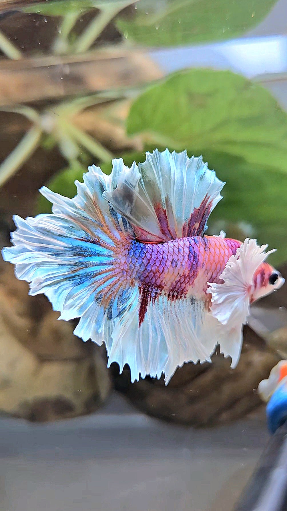 HALFMOON DUMBO EAR PURPLE CANDY MULTICOLOR BETTA FISH