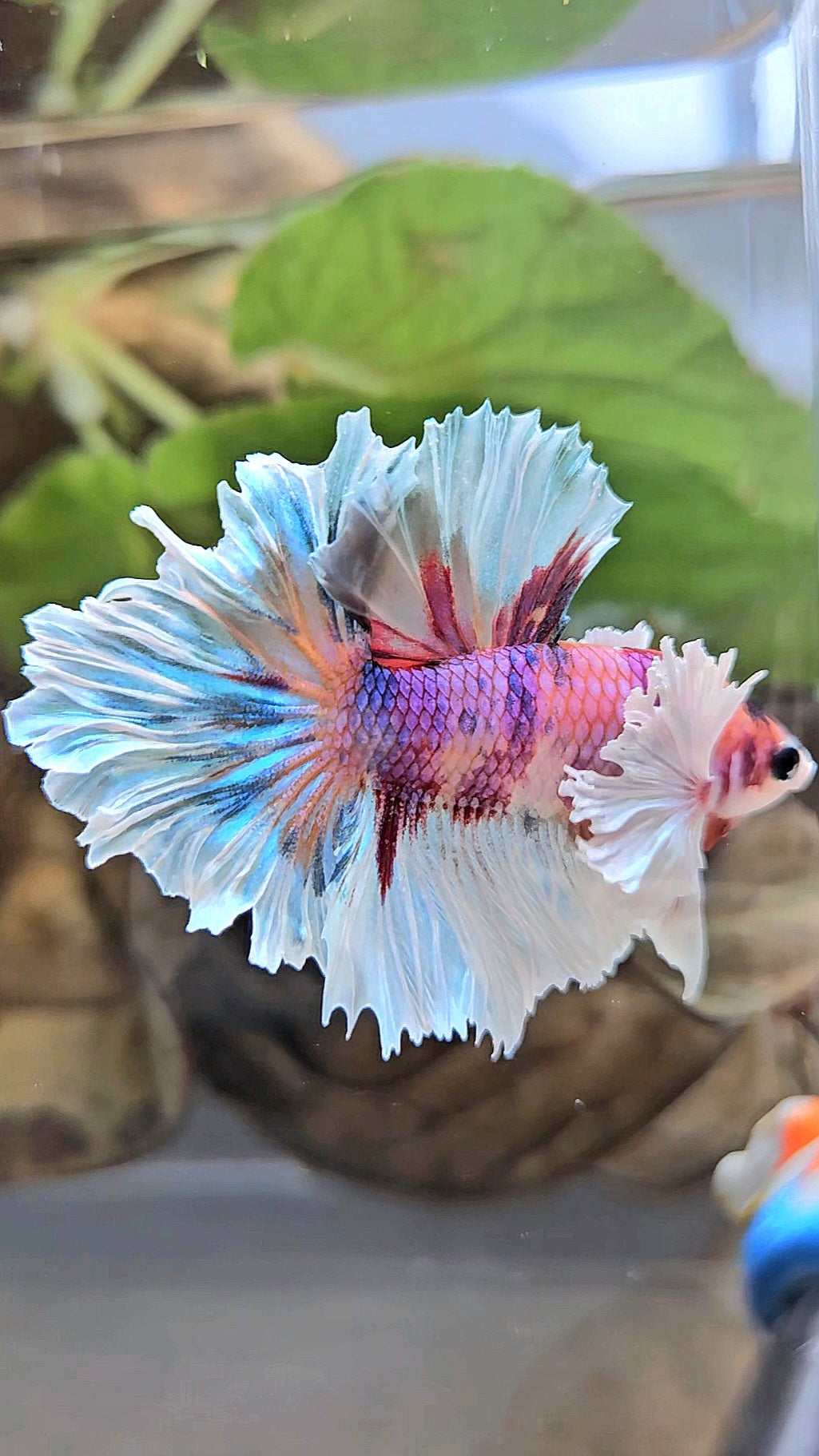 HALFMOON DUMBO EAR PURPLE CANDY MULTICOLOR BETTA FISH