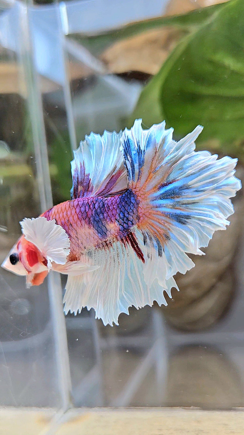 HALFMOON DUMBO EAR PURPLE CANDY MULTICOLOR BETTA FISH