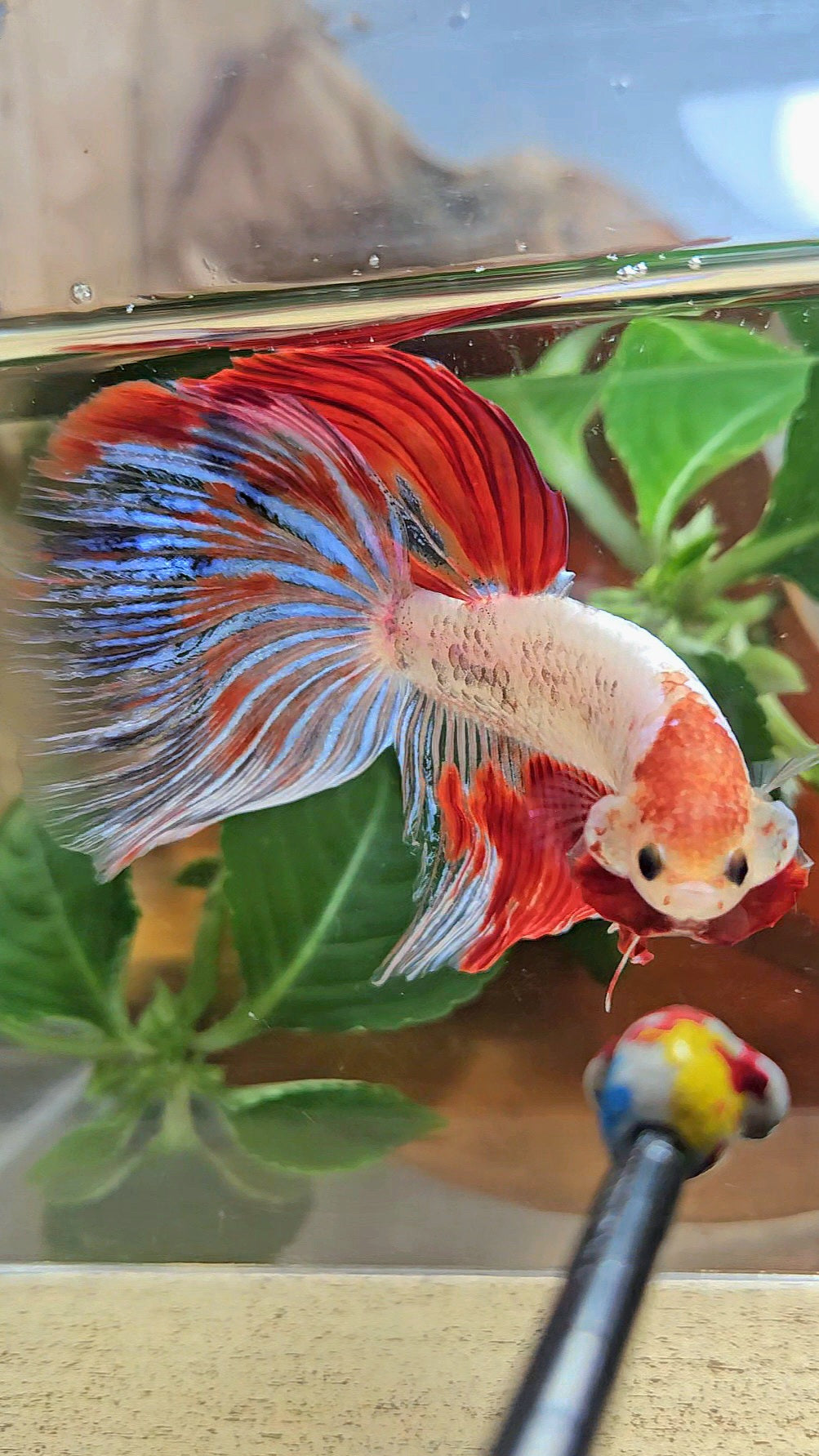 GIANT HALFMOON TOTAL 8CM+ AOC WHITE RED KOI PATTERN BETTA FISH