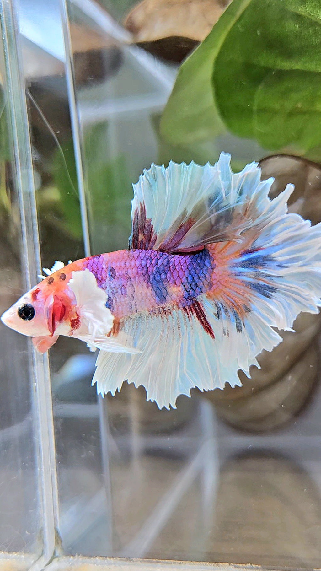 HALFMOON DUMBO EAR PURPLE CANDY MULTICOLOR BETTA FISH