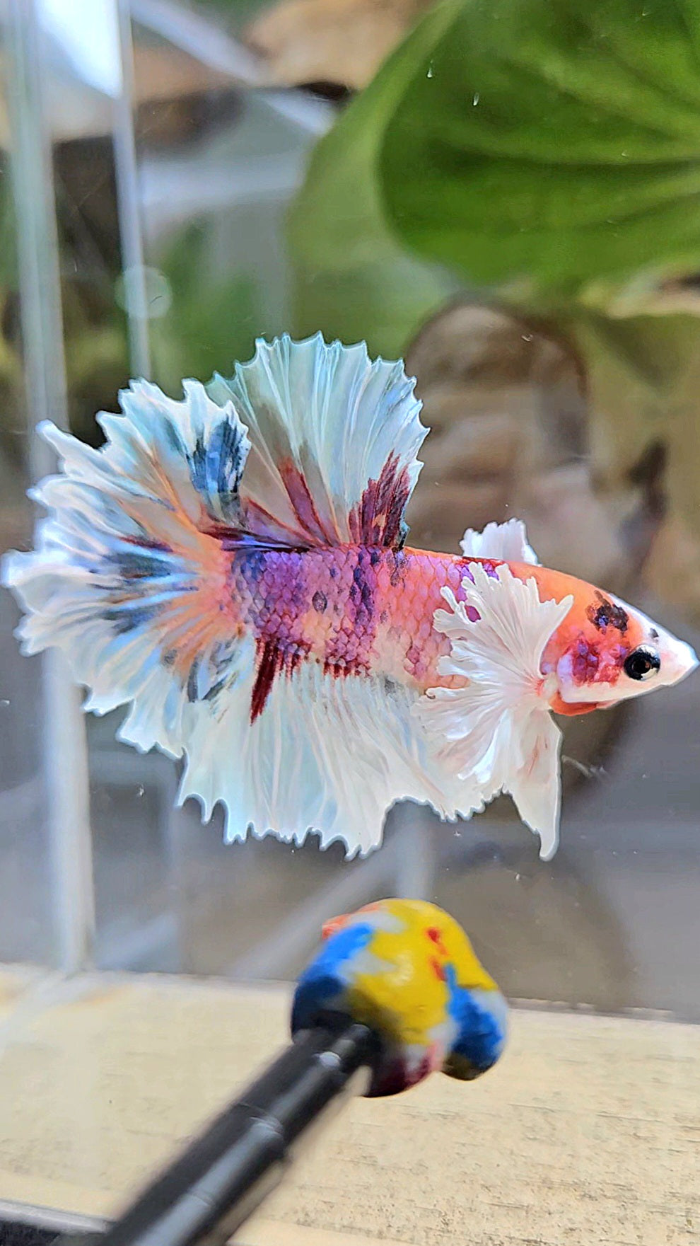 HALFMOON DUMBO EAR PURPLE CANDY MULTICOLOR BETTA FISH