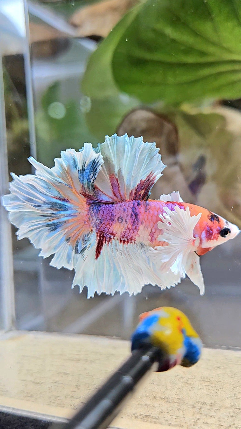 HALFMOON DUMBO EAR PURPLE CANDY MULTICOLOR BETTA FISH