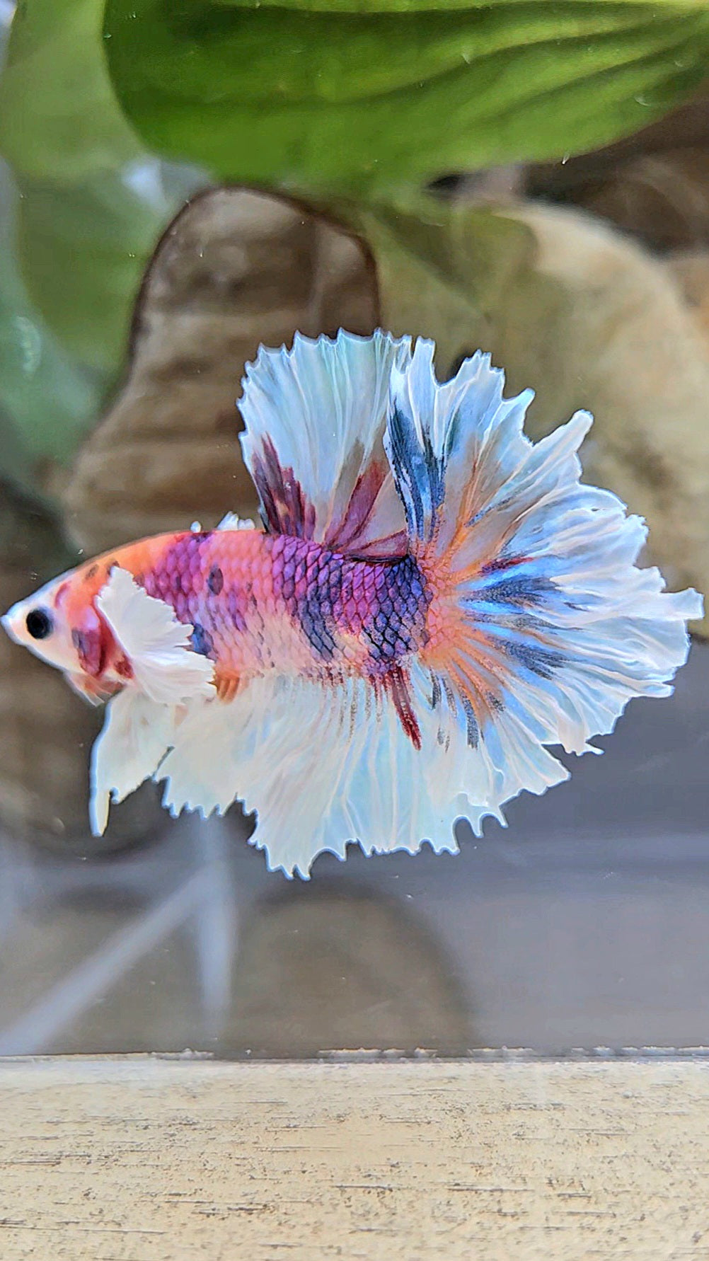 HALFMOON DUMBO EAR PURPLE CANDY MULTICOLOR BETTA FISH