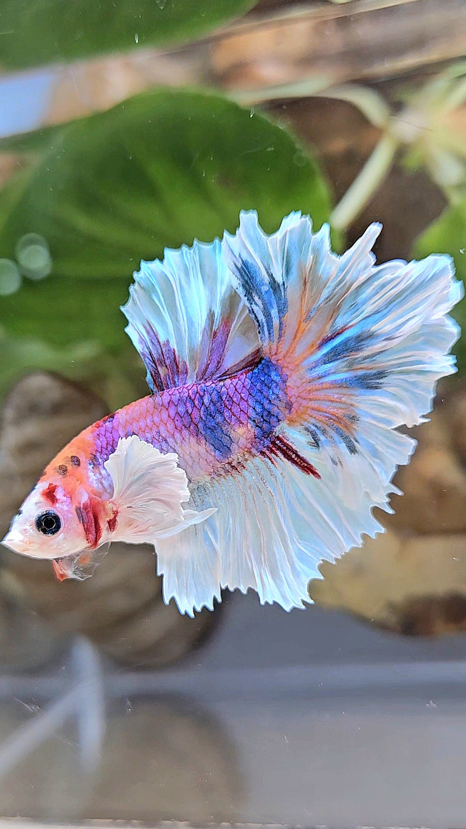 HALFMOON DUMBO EAR PURPLE CANDY MULTICOLOR BETTA FISH
