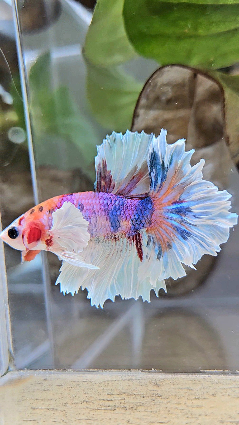 HALFMOON DUMBO EAR PURPLE CANDY MULTICOLOR BETTA FISH