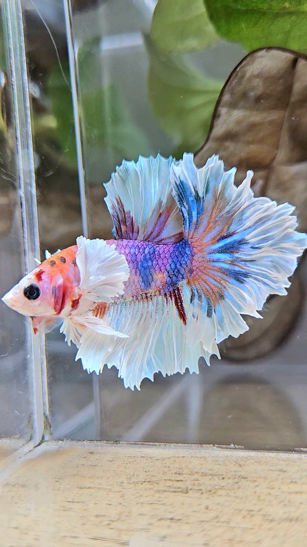 HALFMOON DUMBO EAR PURPLE CANDY MULTICOLOR BETTA FISH