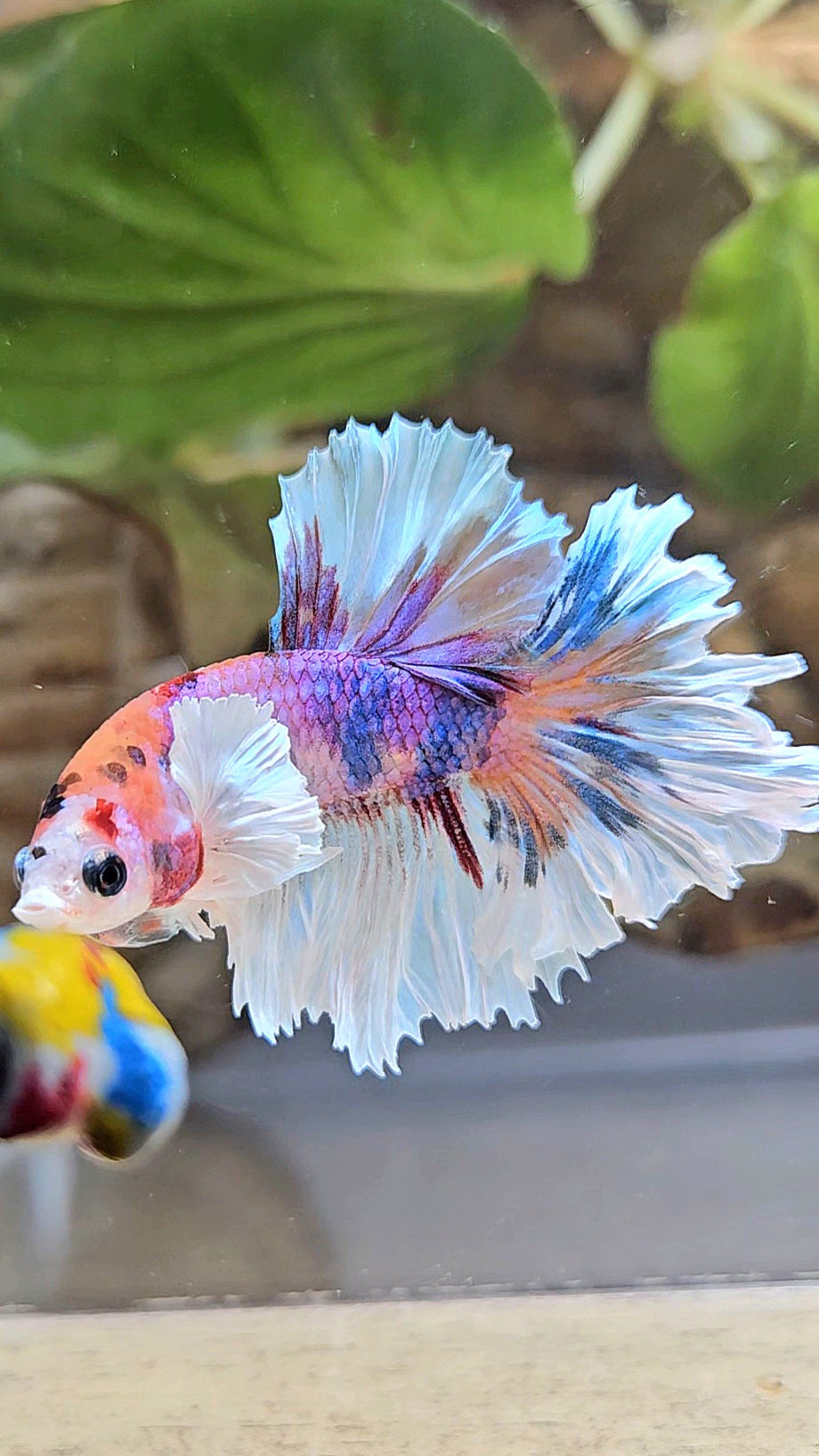 HALFMOON DUMBO EAR PURPLE CANDY MULTICOLOR BETTA FISH