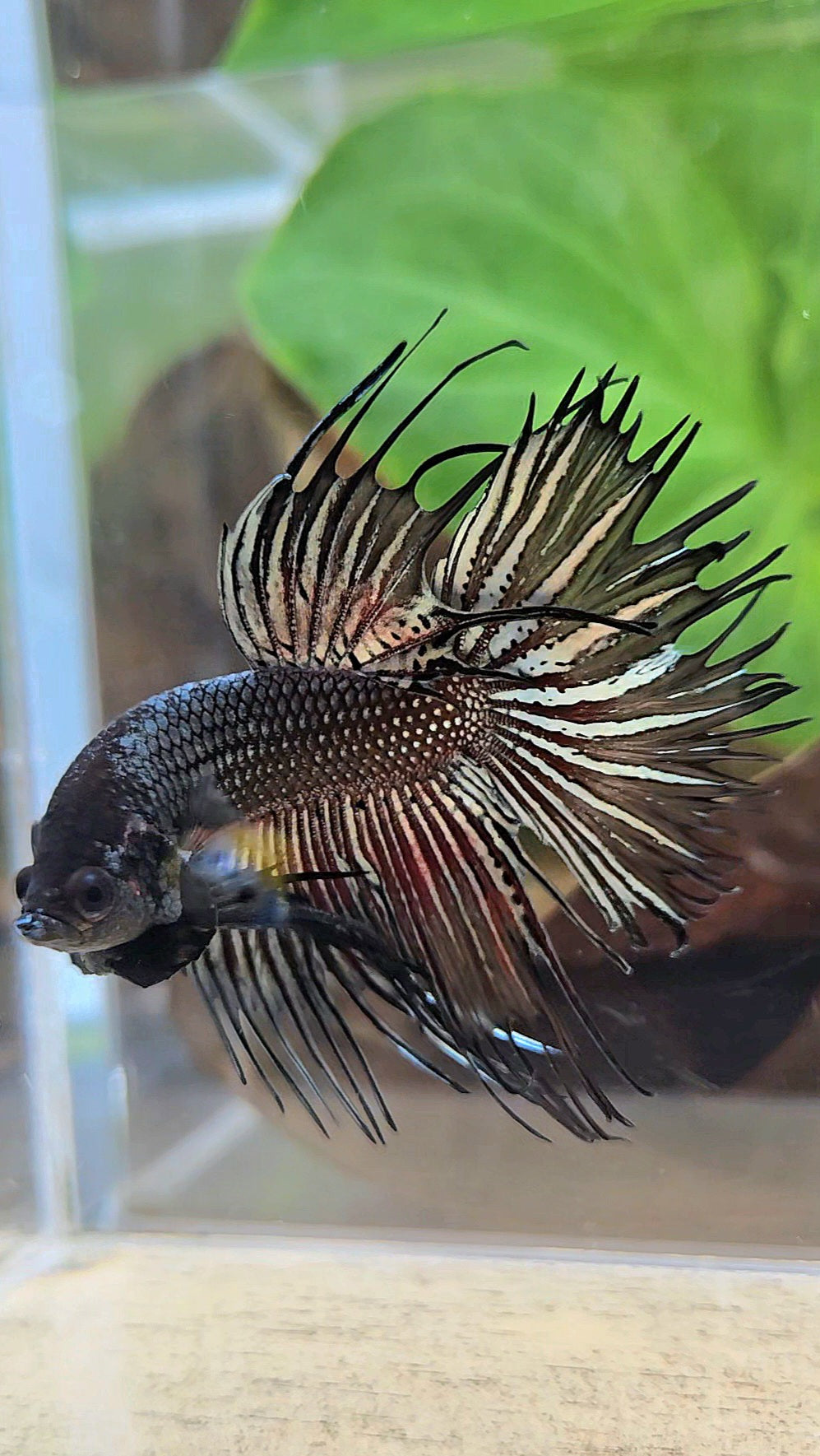 CROWNTAIL HALFMOON BLACK COPPER HYBRID WILD BETTA FISH