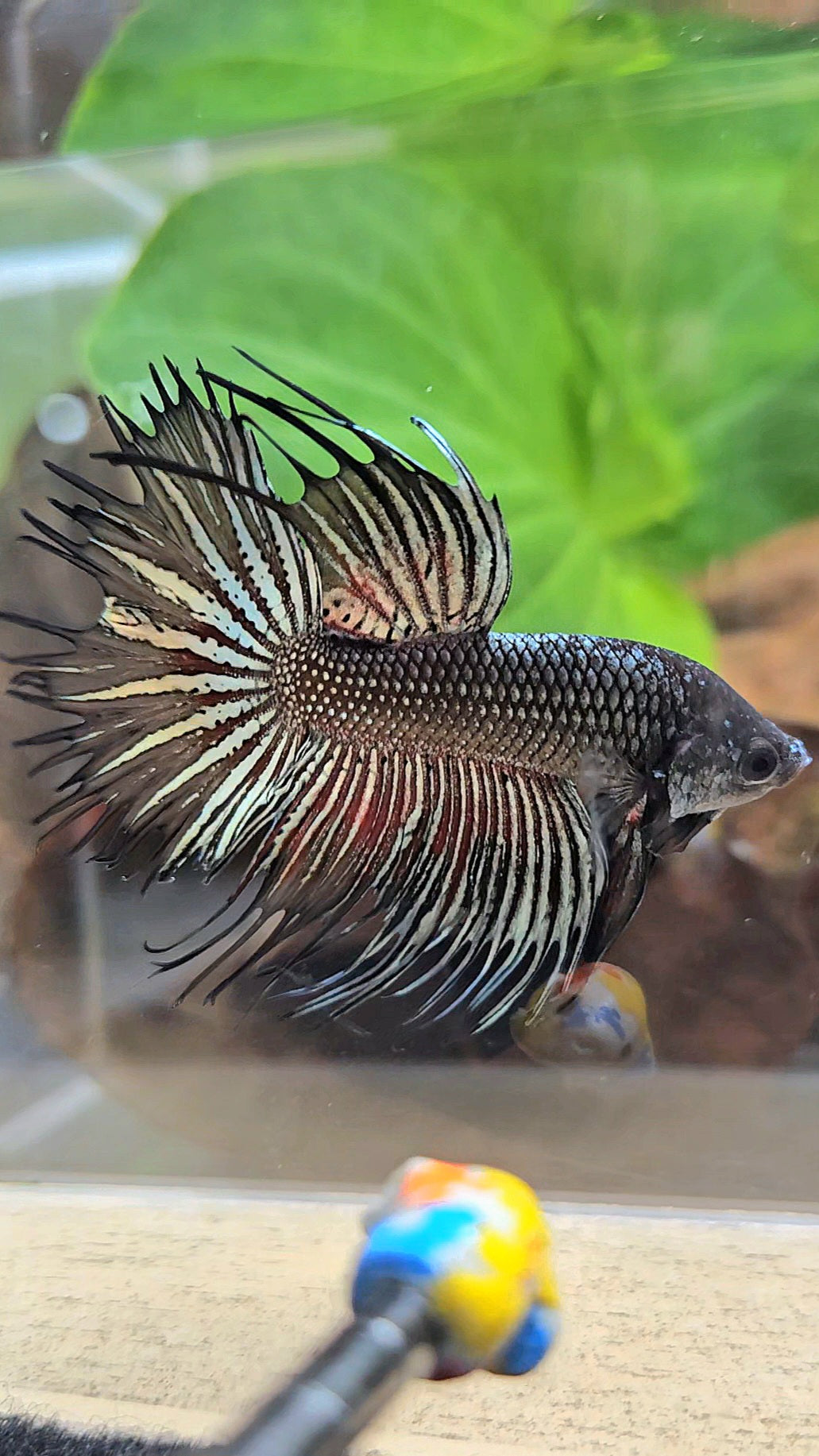 CROWNTAIL HALFMOON BLACK COPPER HYBRID WILD BETTA FISH