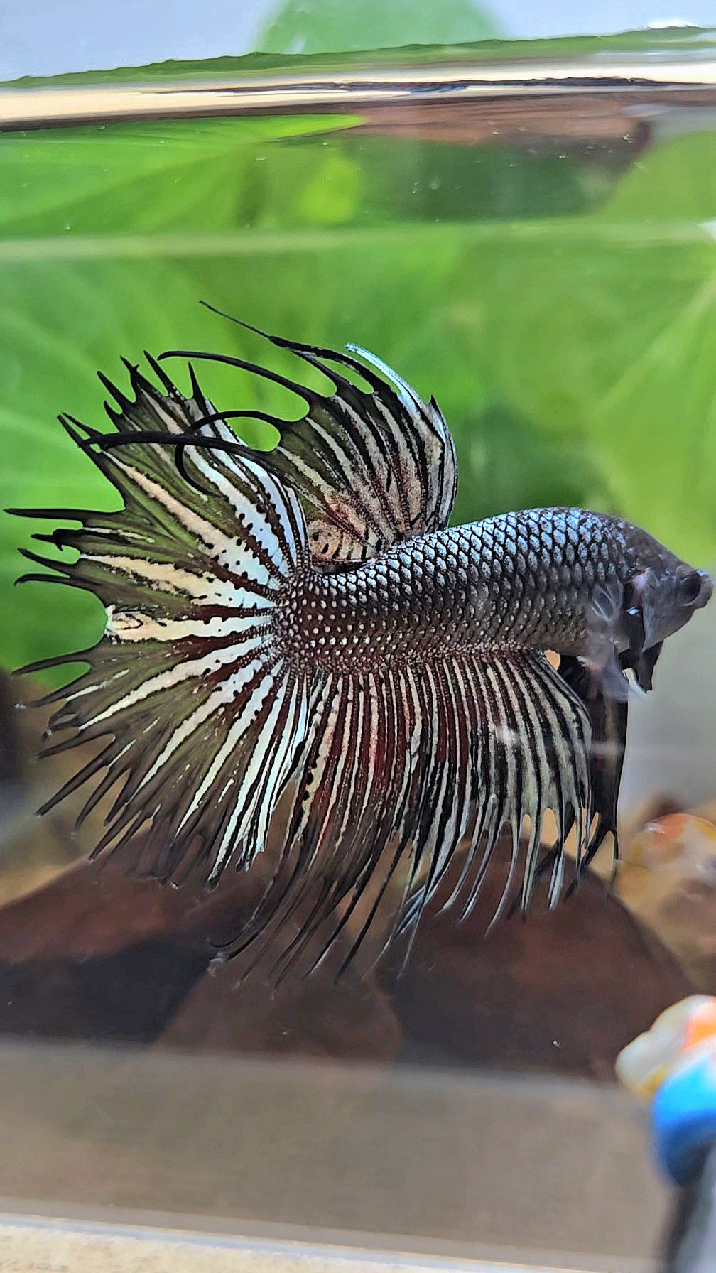 CROWNTAIL HALFMOON BLACK COPPER HYBRID WILD BETTA FISH