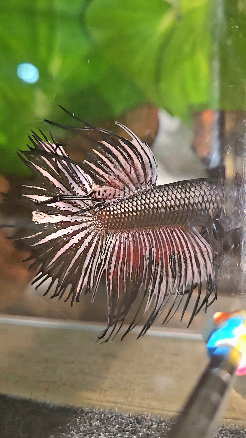 CROWNTAIL HALFMOON BLACK COPPER HYBRID WILD BETTA FISH