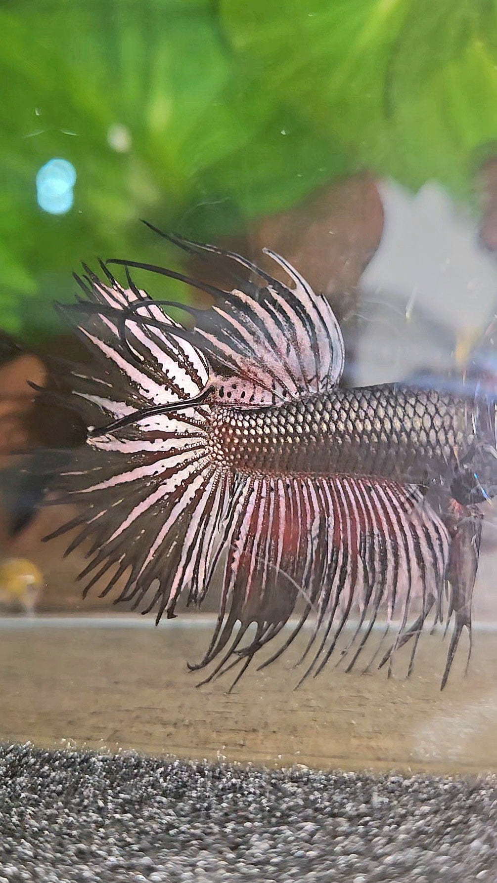 CROWNTAIL HALFMOON BLACK COPPER HYBRID WILD BETTA FISH