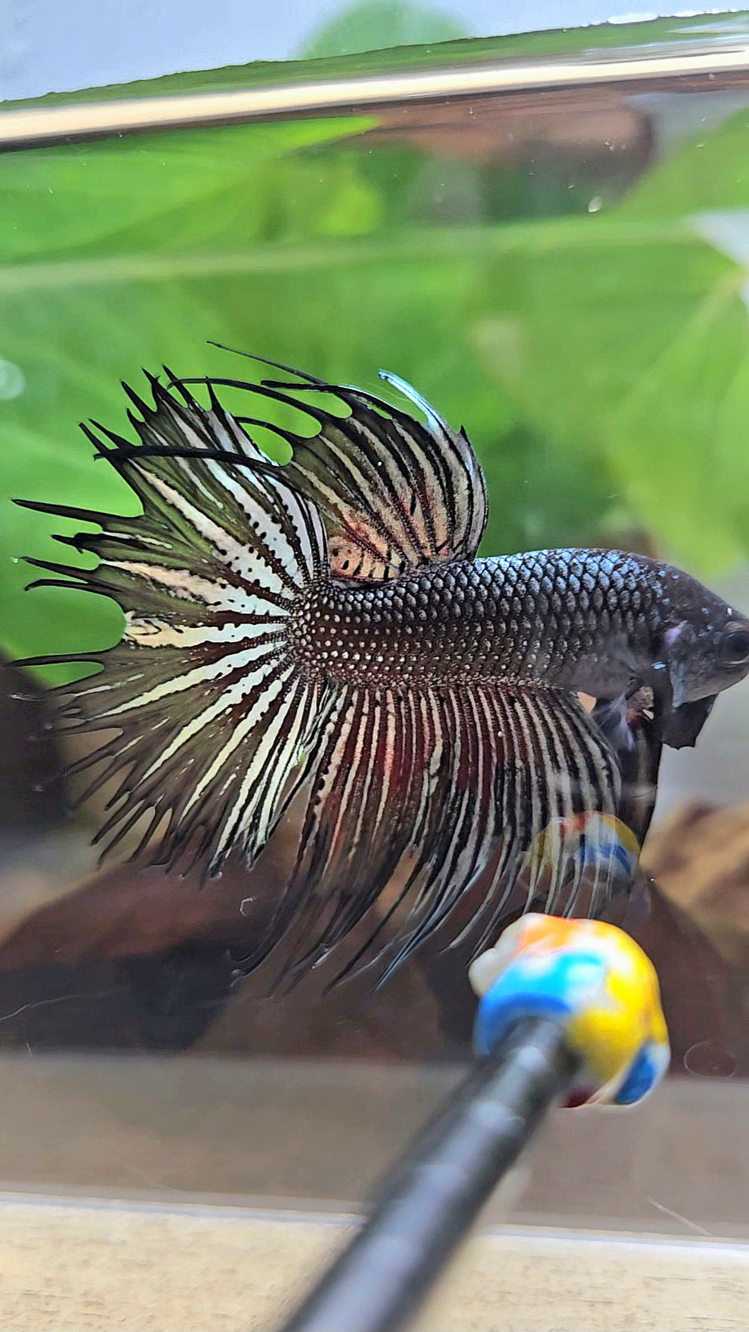 CROWNTAIL HALFMOON BLACK COPPER HYBRID WILD BETTA FISH