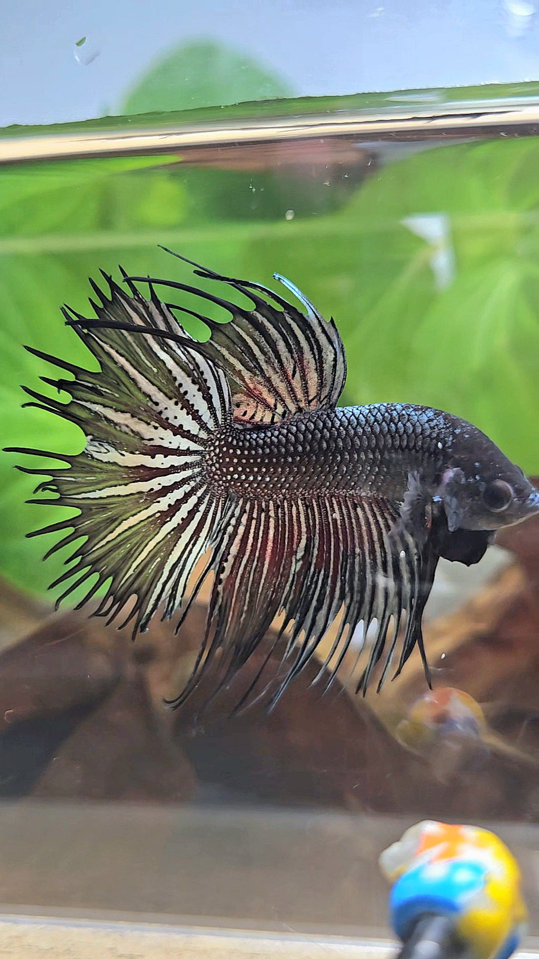 CROWNTAIL HALFMOON BLACK COPPER HYBRID WILD BETTA FISH