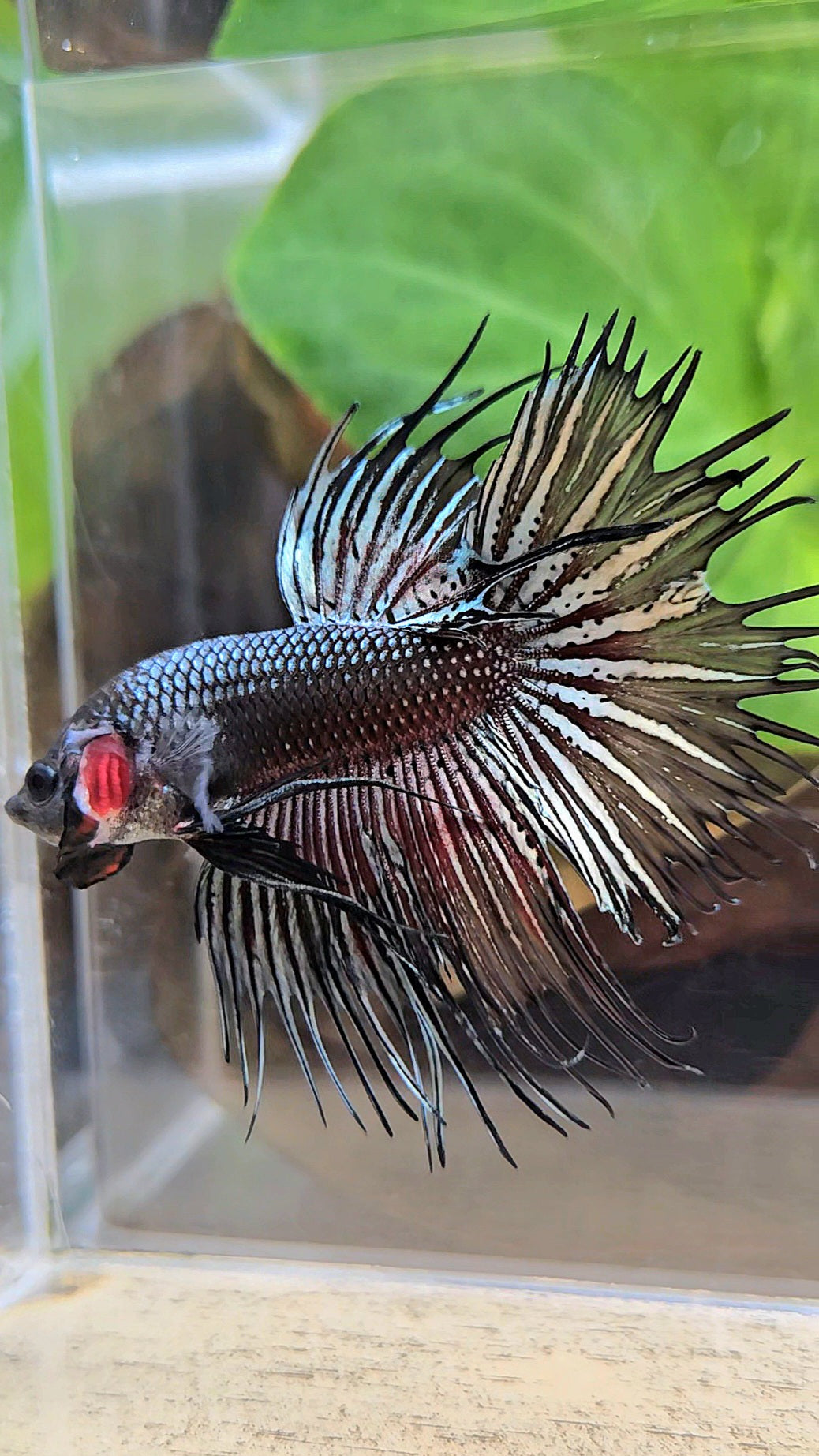 CROWNTAIL HALFMOON BLACK COPPER HYBRID WILD BETTA FISH