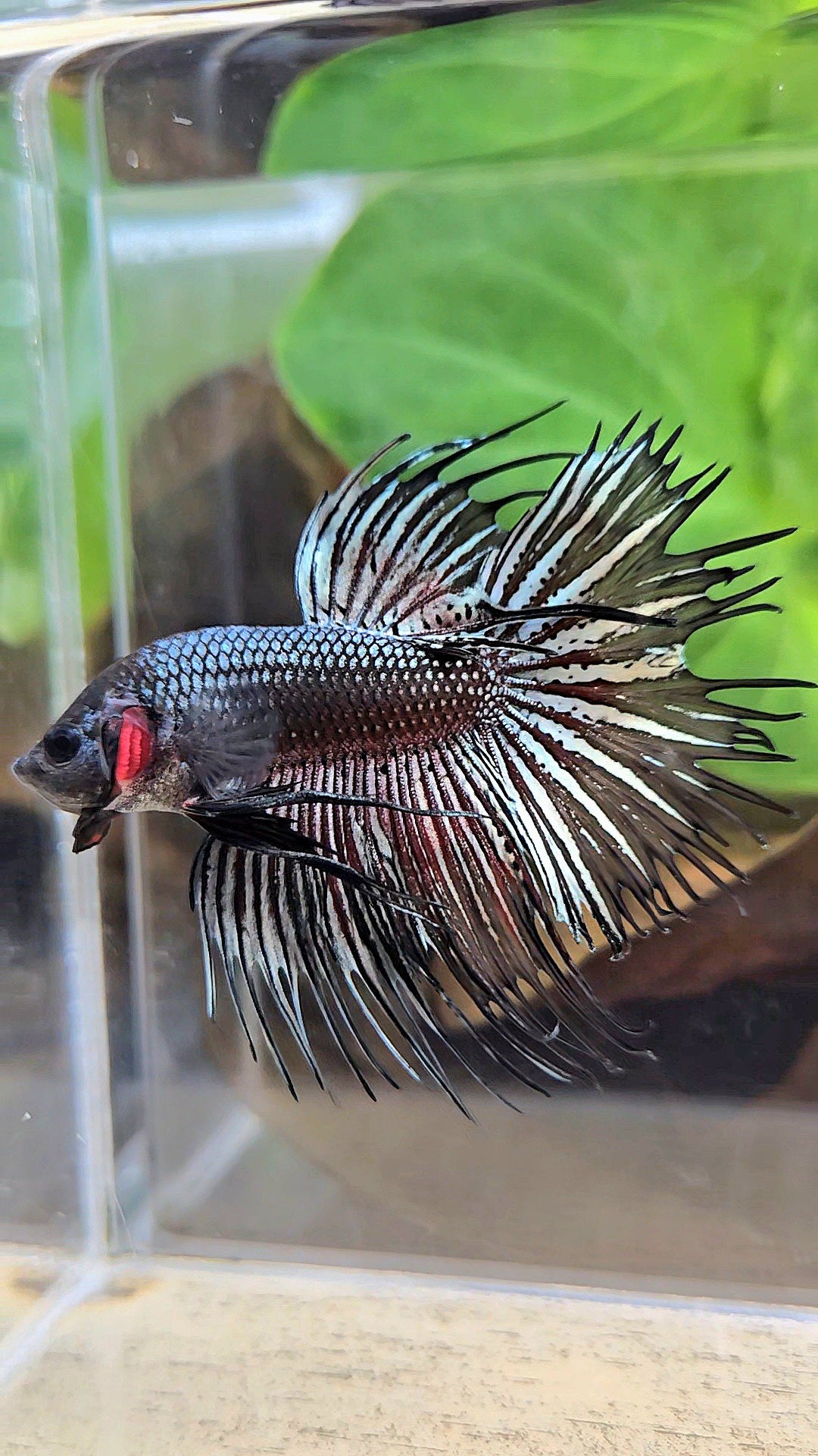 CROWNTAIL HALFMOON BLACK COPPER HYBRID WILD BETTA FISH