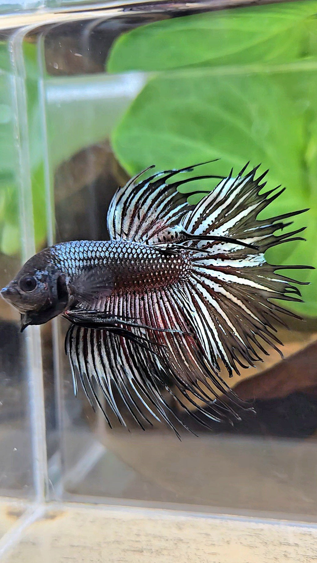 CROWNTAIL HALFMOON BLACK COPPER HYBRID WILD BETTA FISH