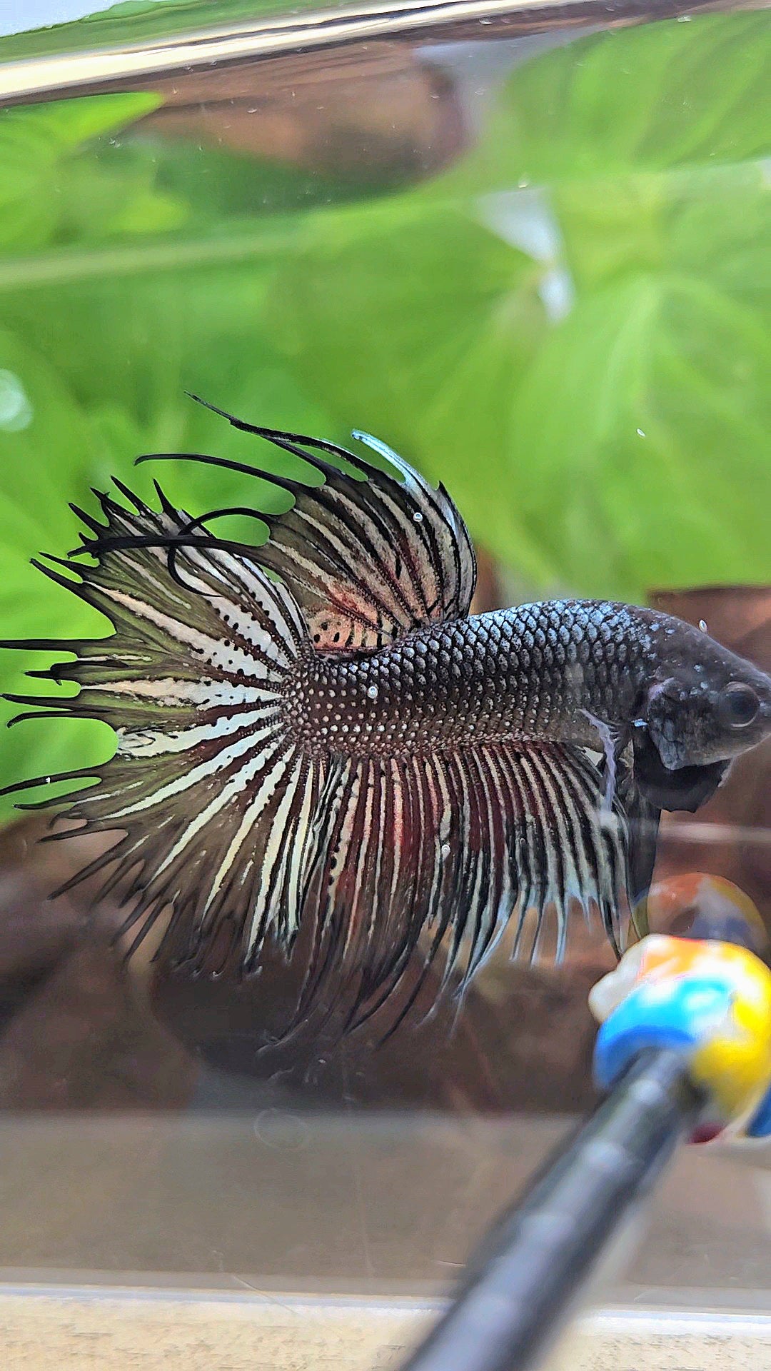 CROWNTAIL HALFMOON BLACK COPPER HYBRID WILD BETTA FISH