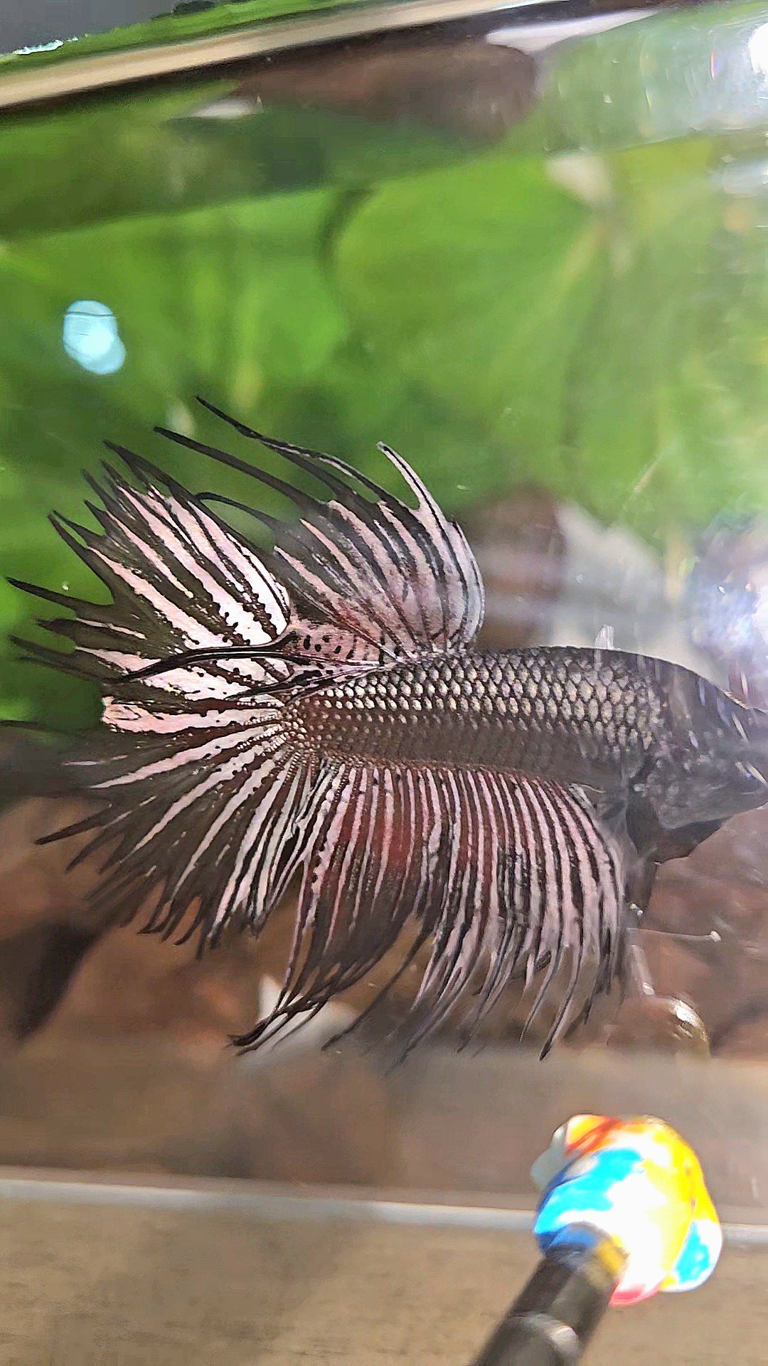CROWNTAIL HALFMOON BLACK COPPER HYBRID WILD BETTA FISH