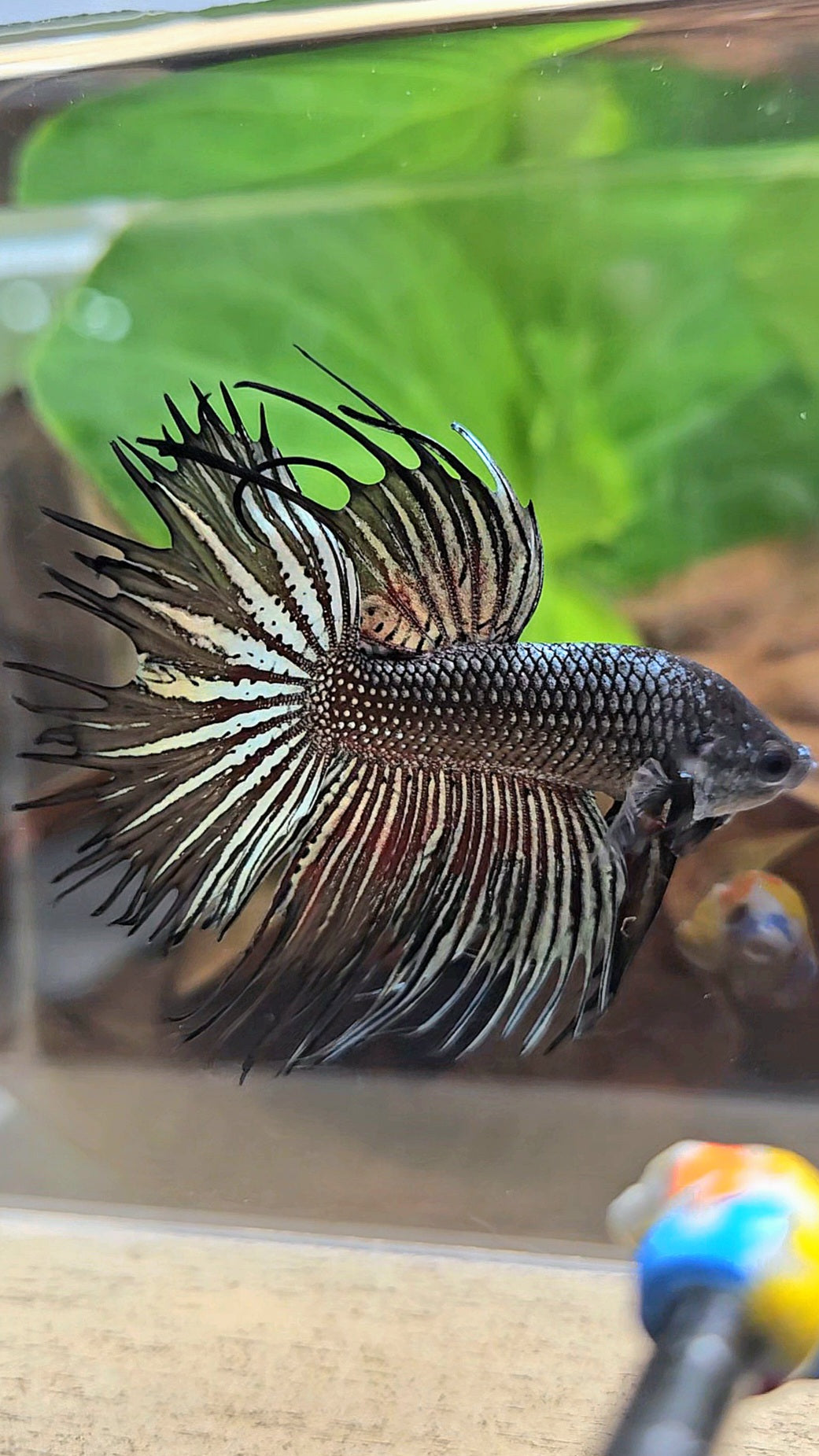 CROWNTAIL HALFMOON BLACK COPPER HYBRID WILD BETTA FISH