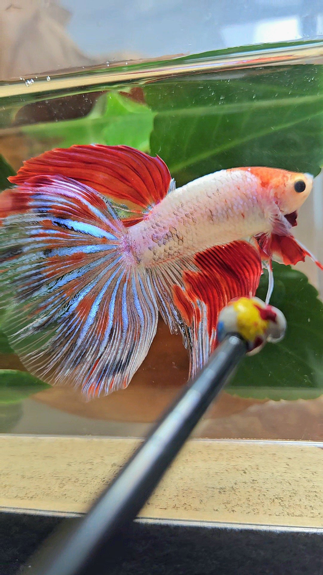 GIANT HALFMOON TOTAL 8CM+ AOC WHITE RED KOI PATTERN BETTA FISH
