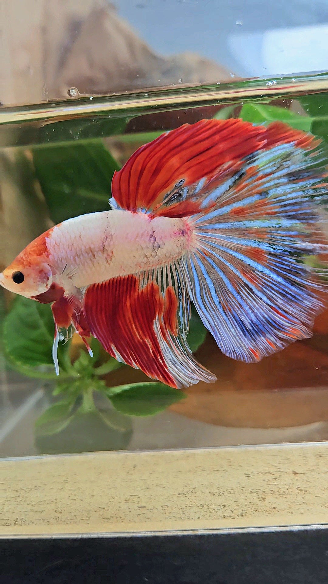 GIANT HALFMOON TOTAL 8CM+ AOC WHITE RED KOI PATTERN BETTA FISH