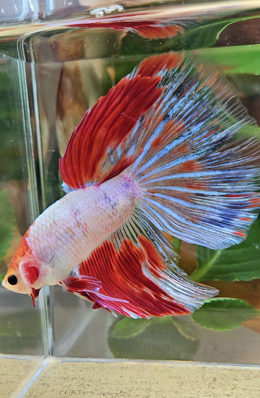 GIANT HALFMOON TOTAL 8CM+ AOC WHITE RED KOI PATTERN BETTA FISH