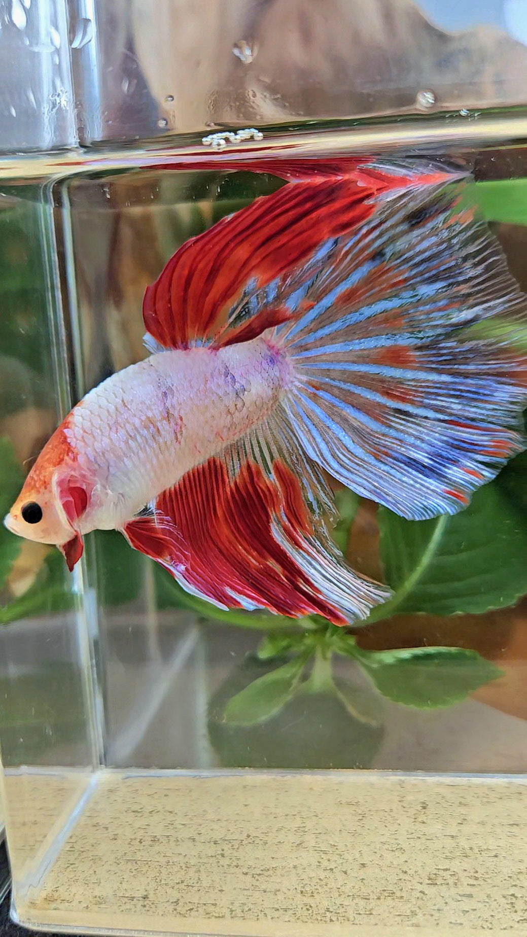 GIANT HALFMOON TOTAL 8CM+ AOC WHITE RED KOI PATTERN BETTA FISH