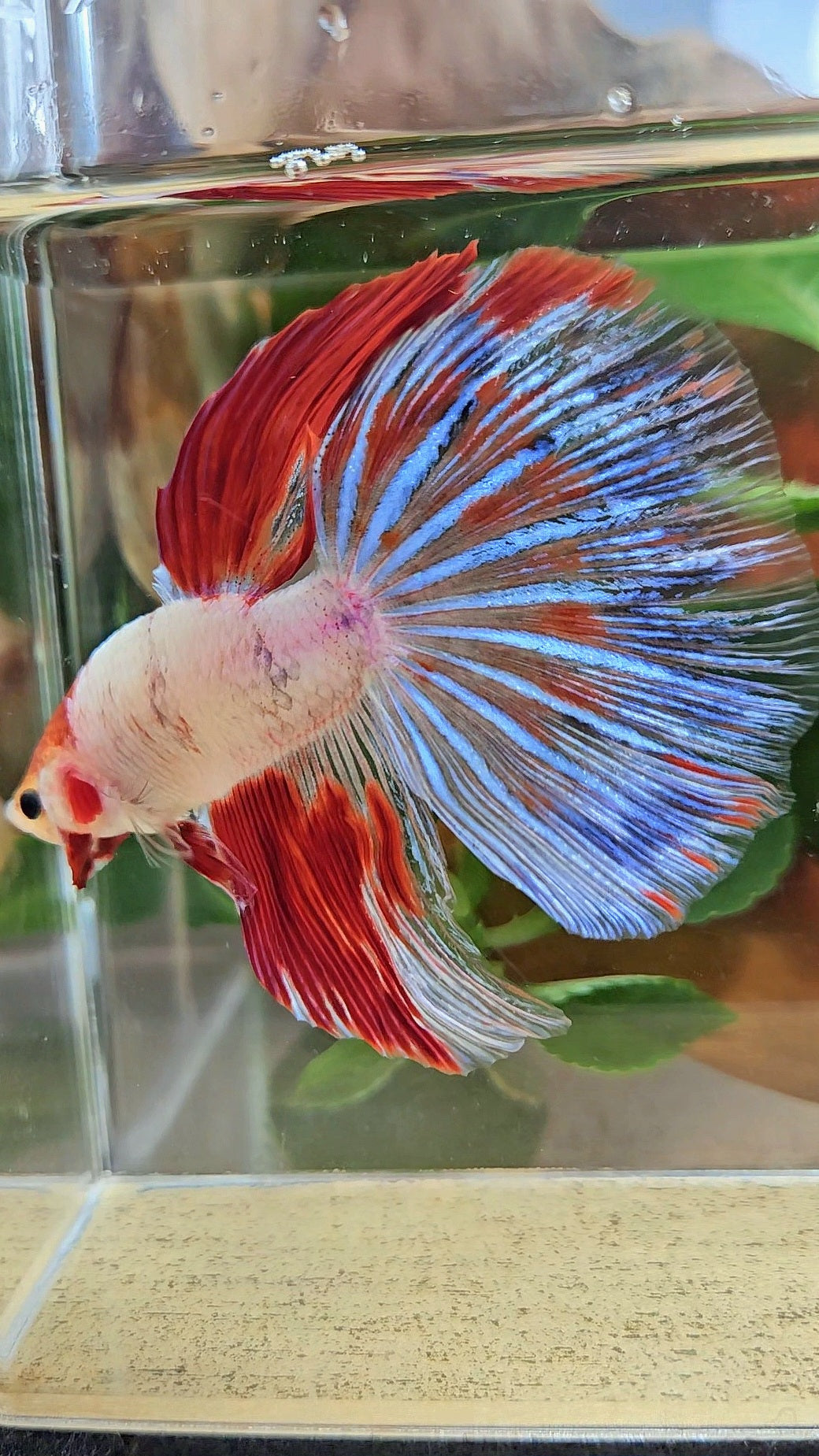 GIANT HALFMOON TOTAL 8CM+ AOC WHITE RED KOI PATTERN BETTA FISH