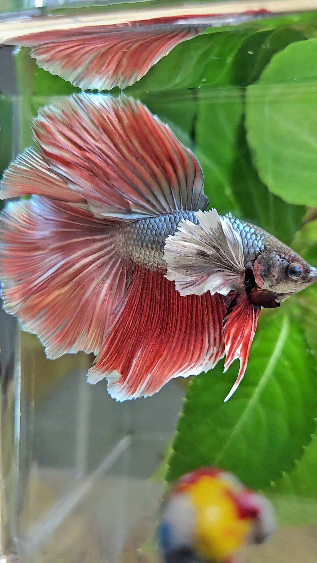 HALFMOON DOUBLE TAIL DUMBO EAR COPPER RED BETTA FISH