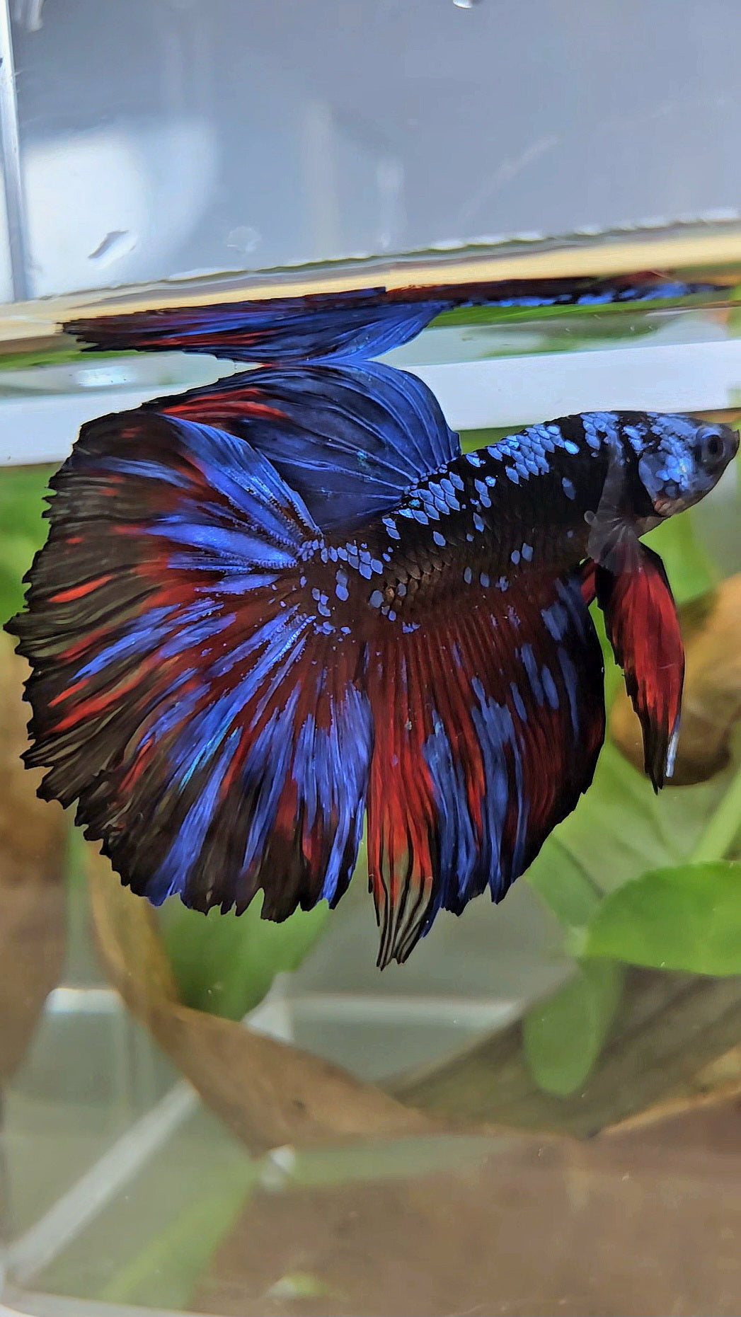 HALFMOON ROSETAIL BLACK GALAXY BLUE AVATAR RED SPLASH BETTA FISH